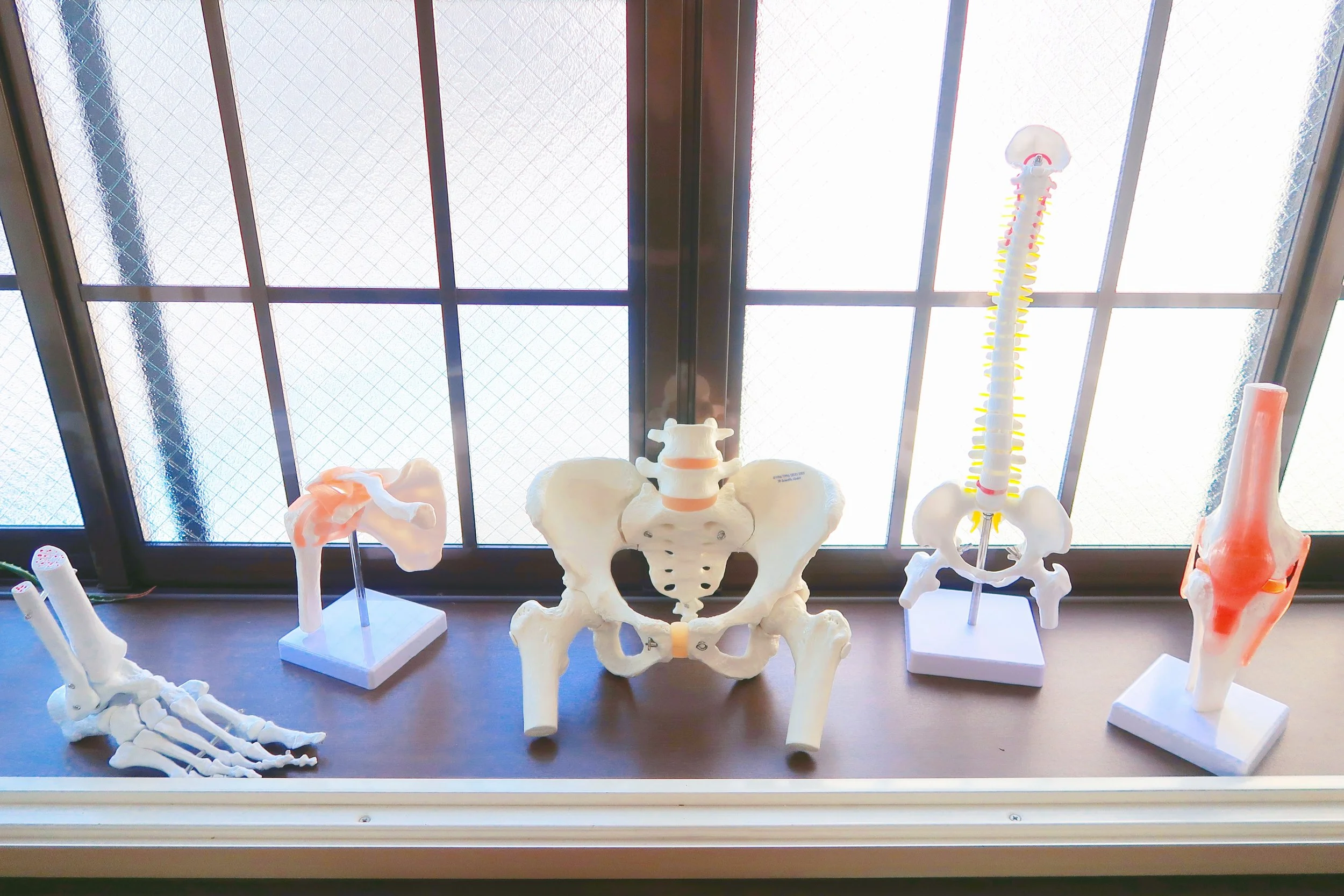 HOZY Anatomy models for Body Tuning and body awareness