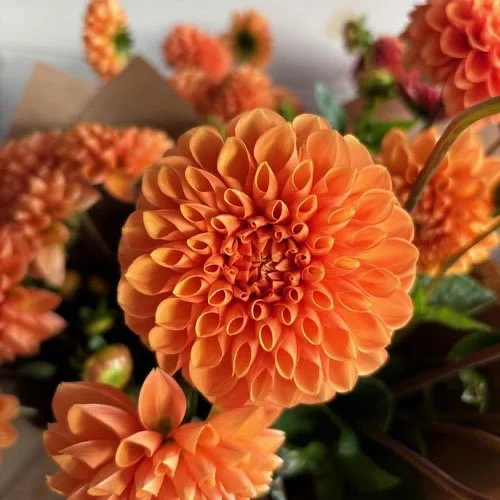 Dahlia Season in the Bay Area
