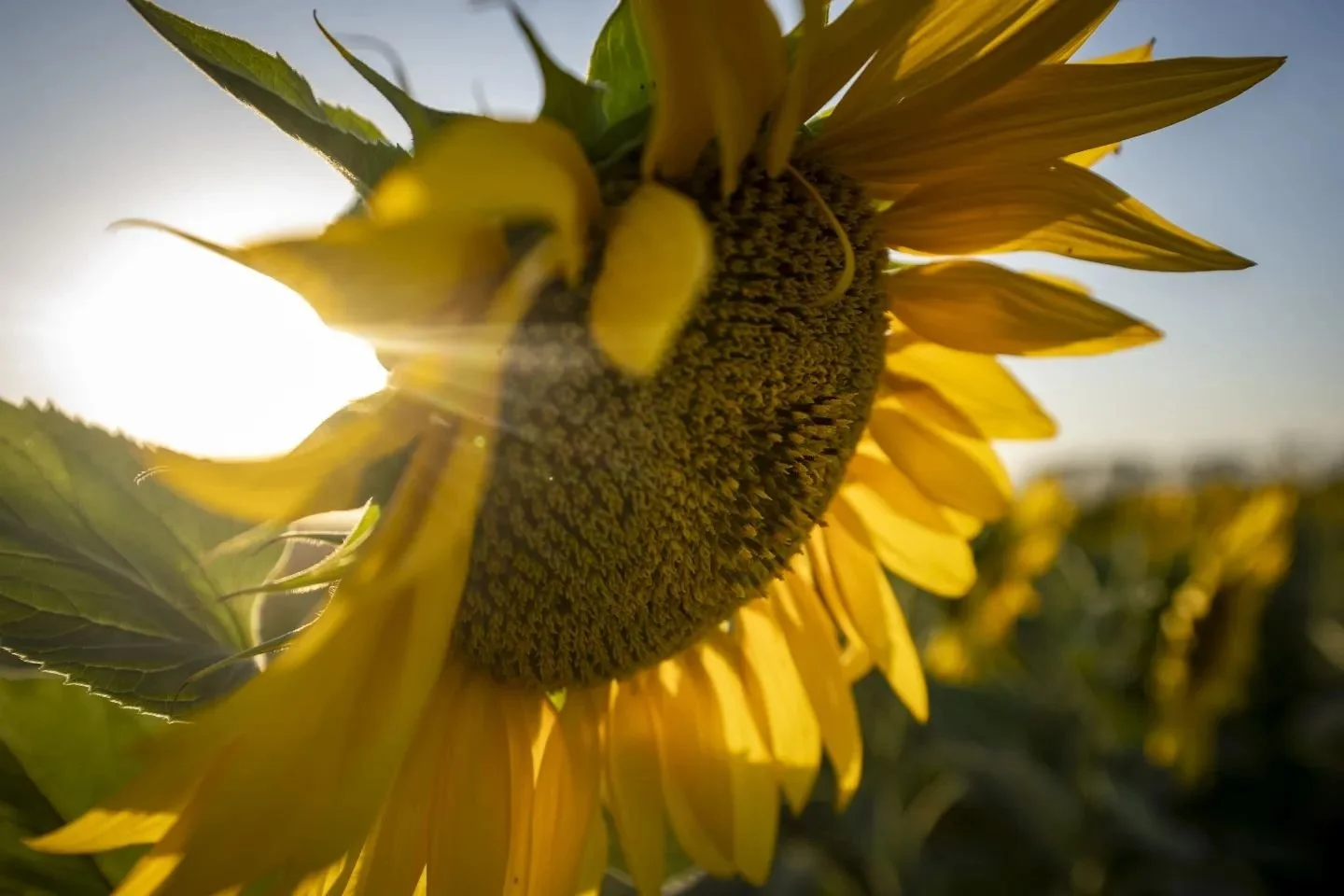 🌻 Did you know the sunflower stands tall as a beacon of hope and resilience? A symbol of a nuclear-free future, rooted in Ukraine's inspiring journey since 1996, sunflowers now represent Ukraine's fight for peace. Inspired by Ukraine's lush sunflowe