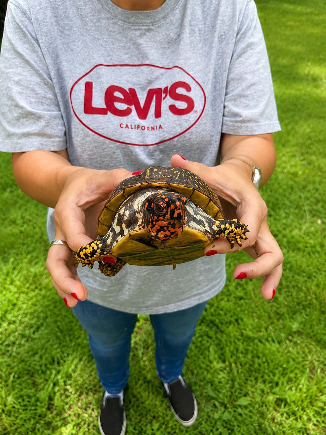 Box turtle found on the grounds at Camp Creekside.