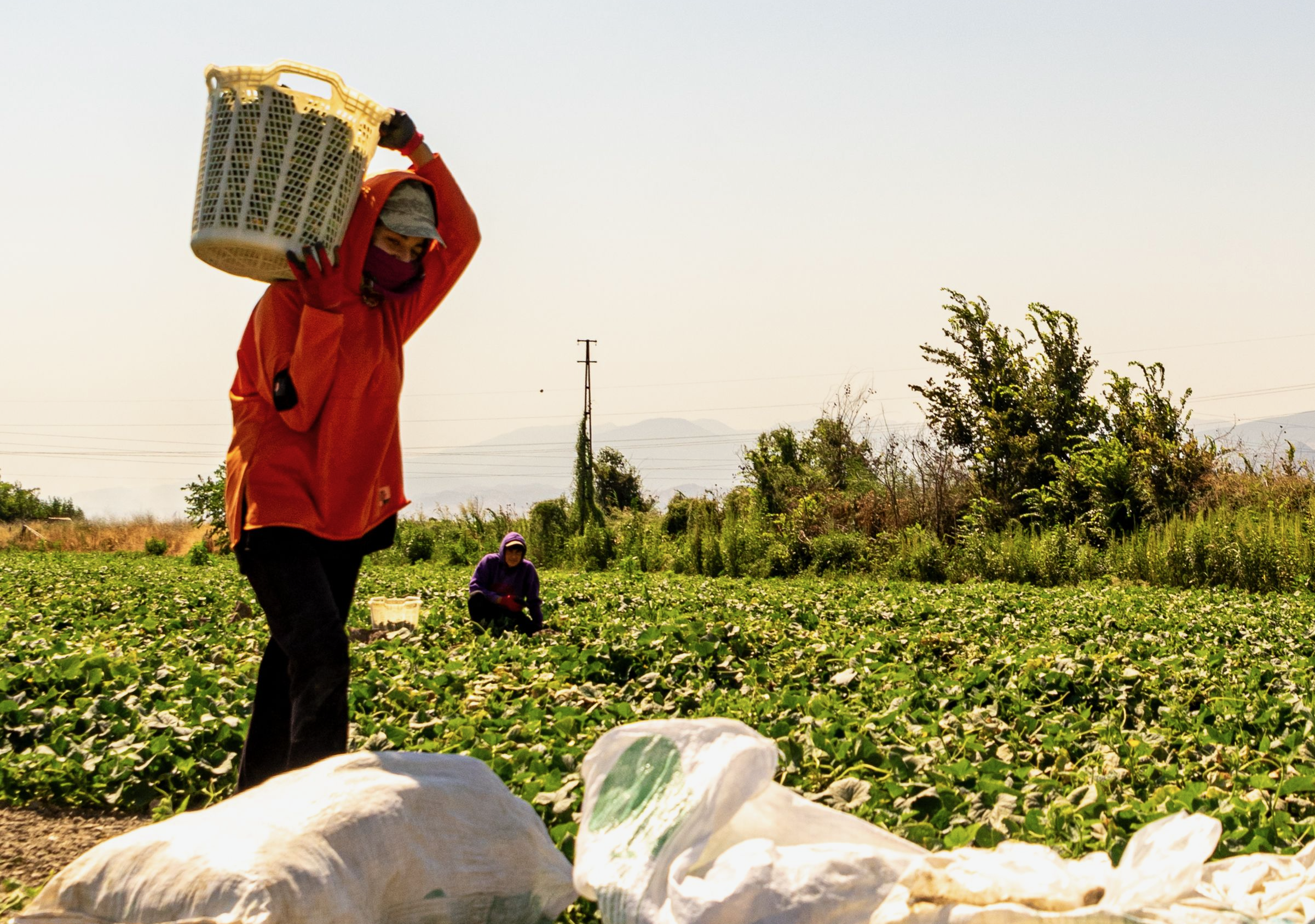 Our Second Year Supporting Farmworkers