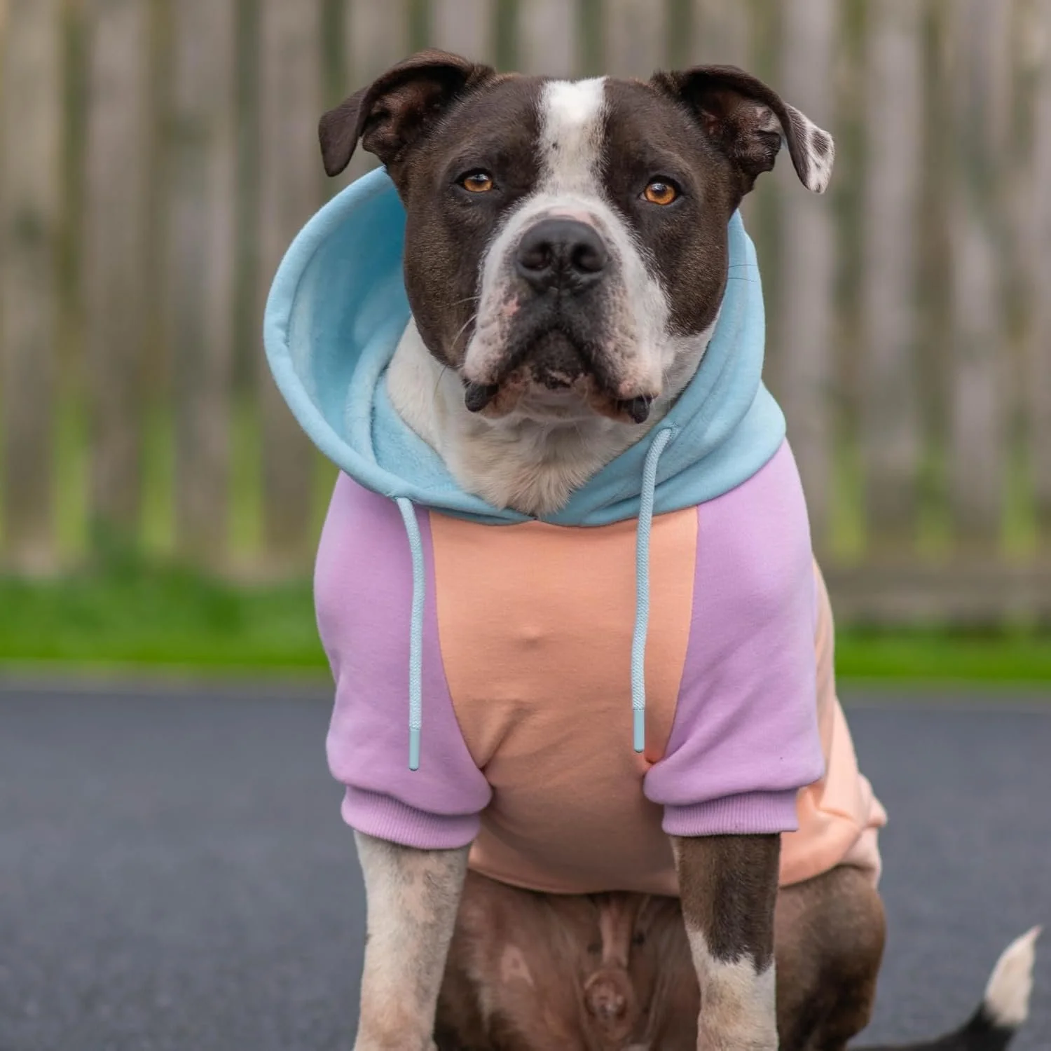 Good Dog Dog Hoodie with Spikes: Candy Vibes