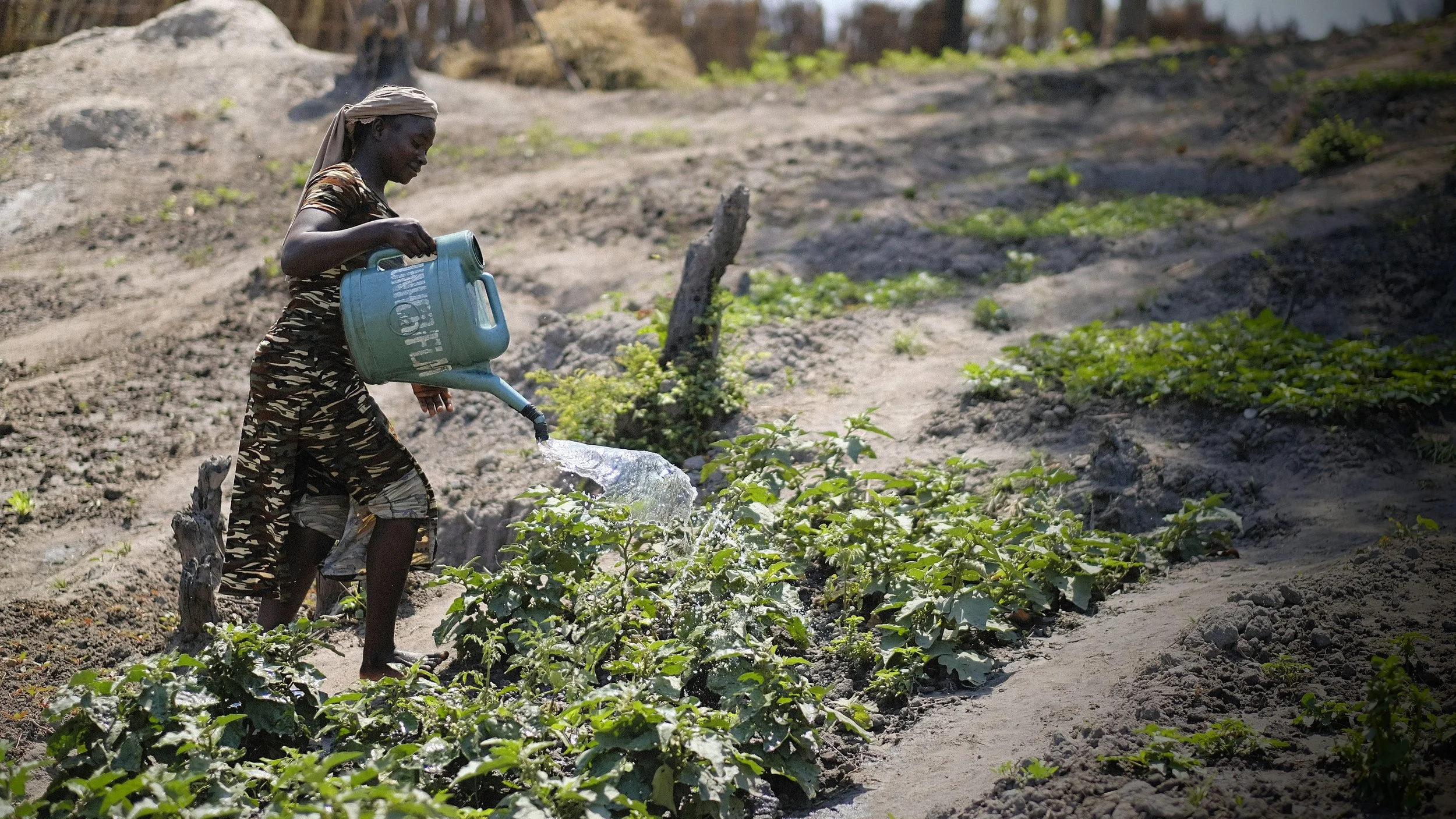 Chad - agricultural cooperative