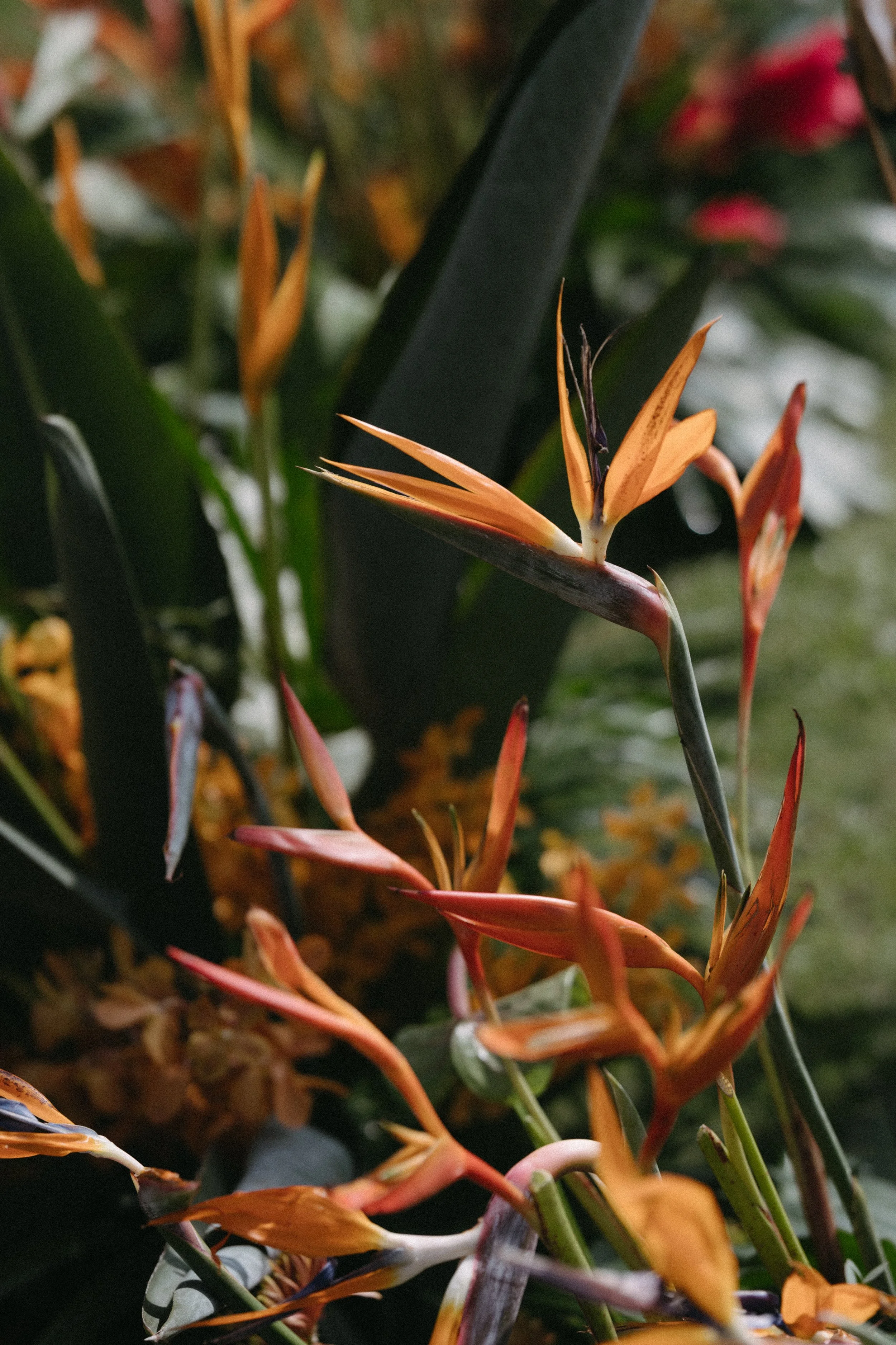 close up of birds of paradise and floral styling for the wedding ceremony 