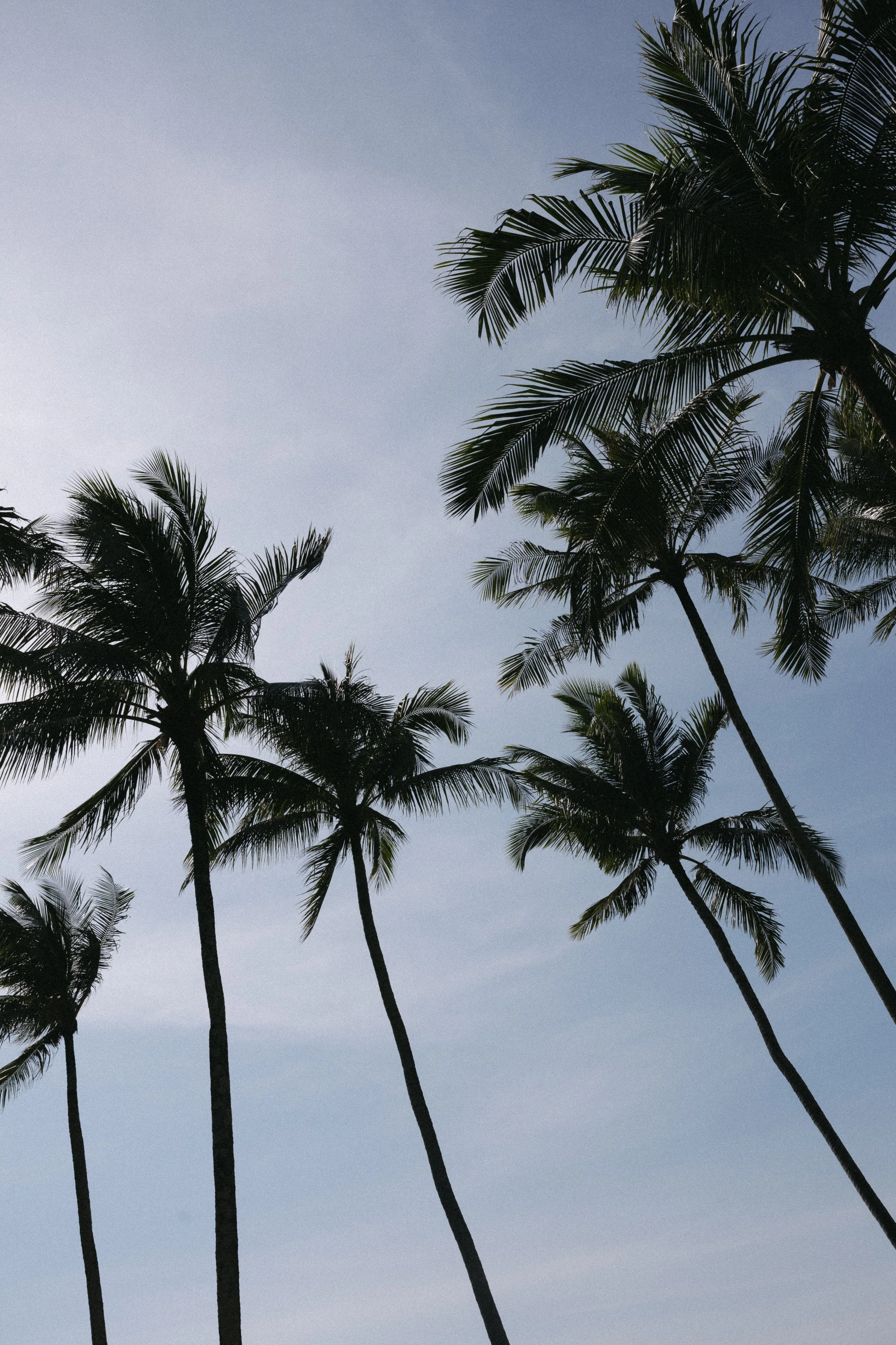 palm trees with sky in the background in phuket