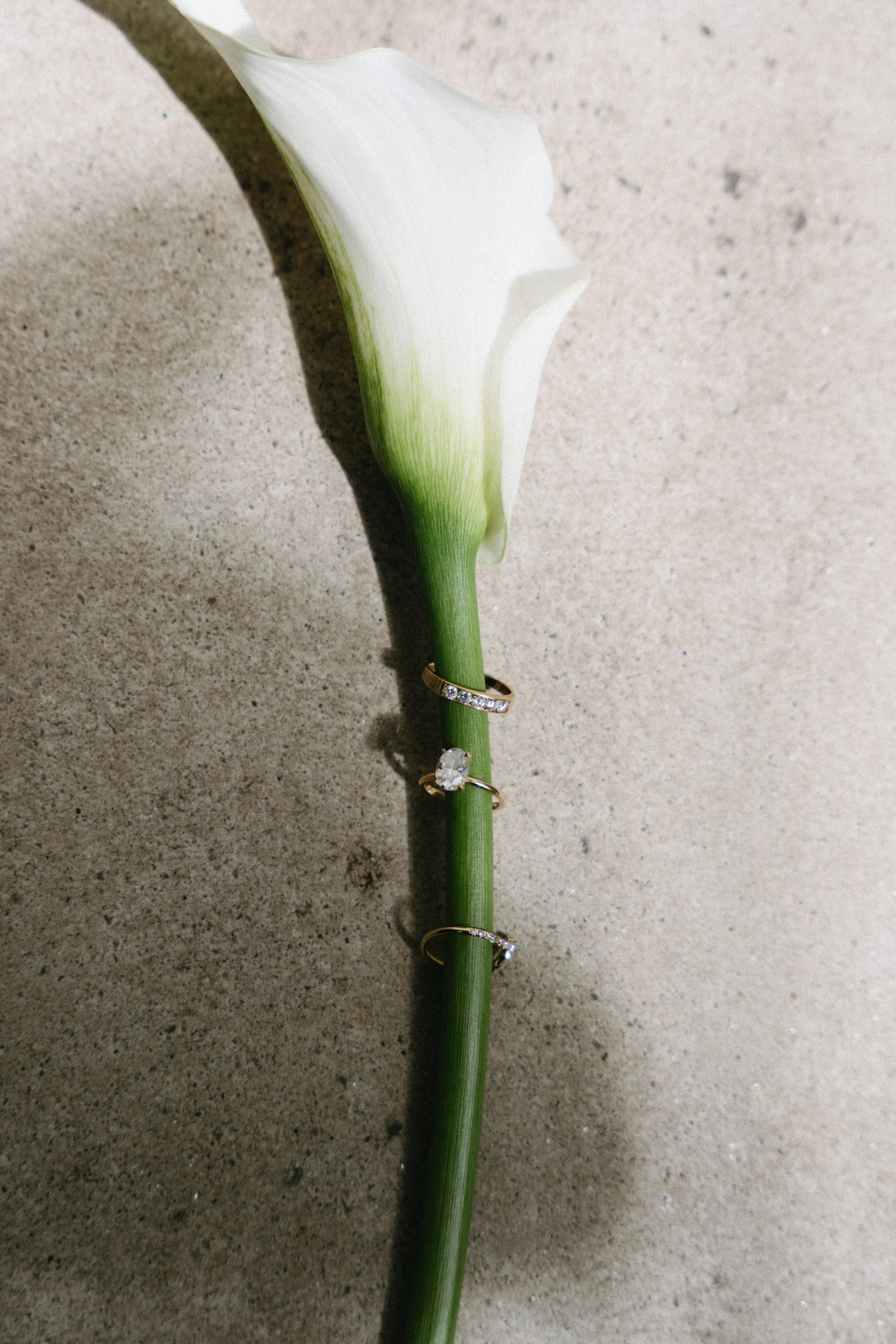close up editorial portrait of bride's rings styled on flower stem