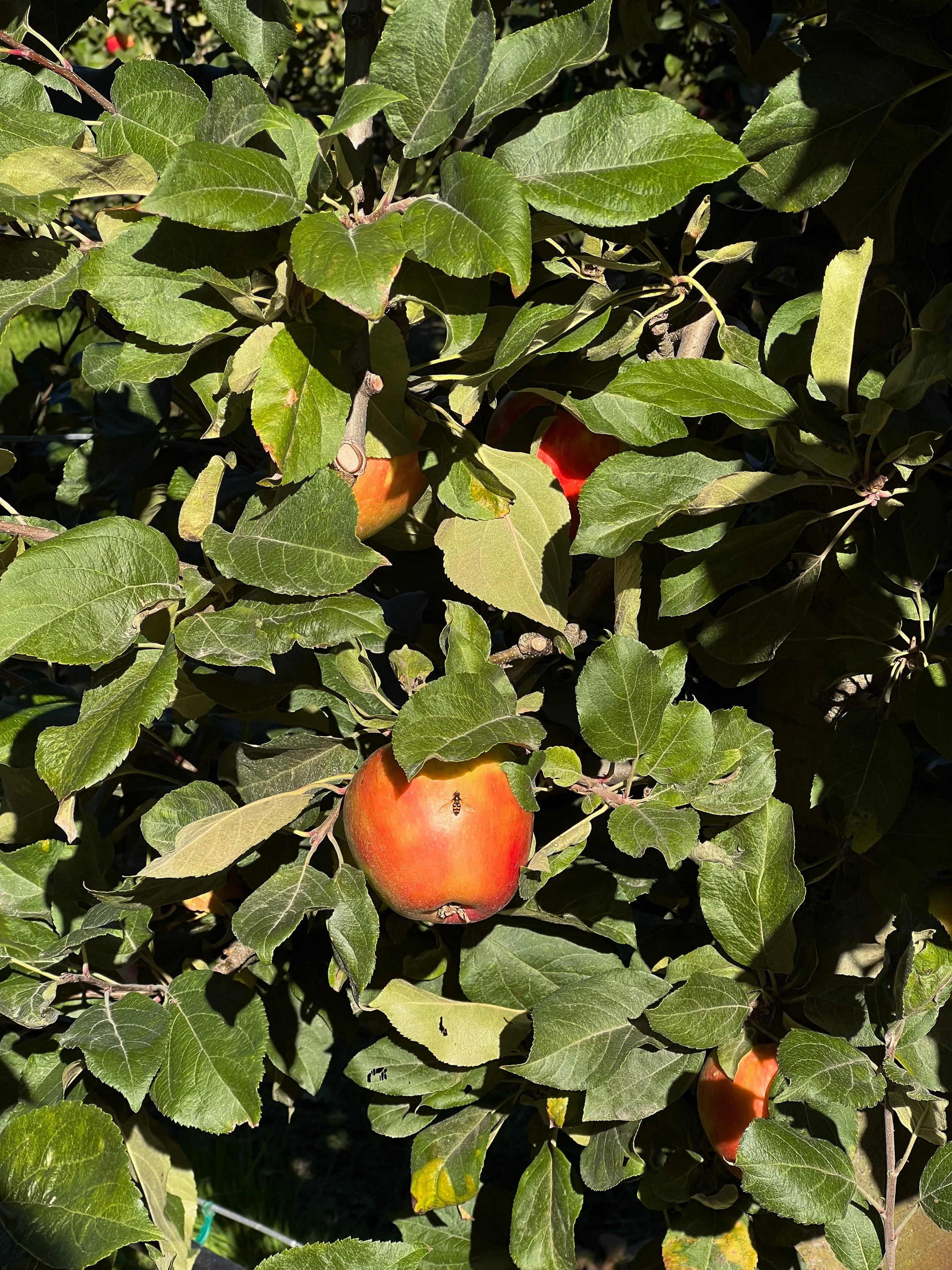 U Pick Apple Farm.JPG