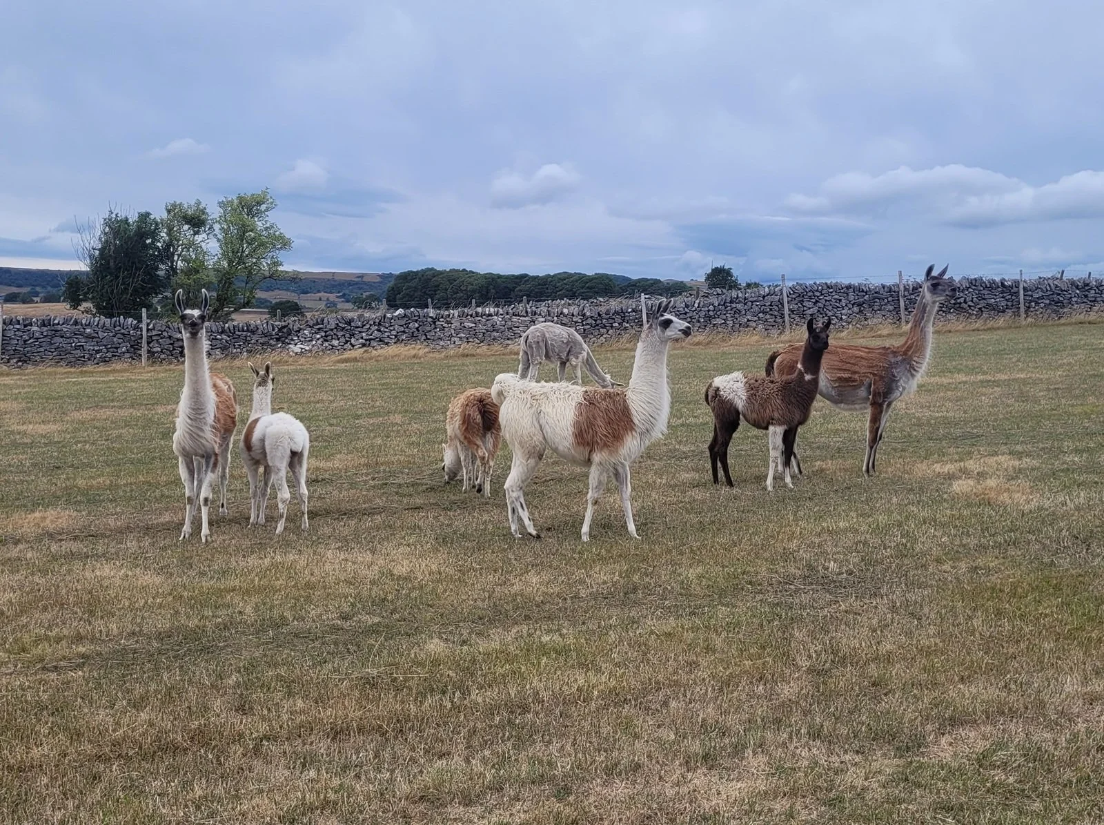 Derbyshire "Llamapaccas"!