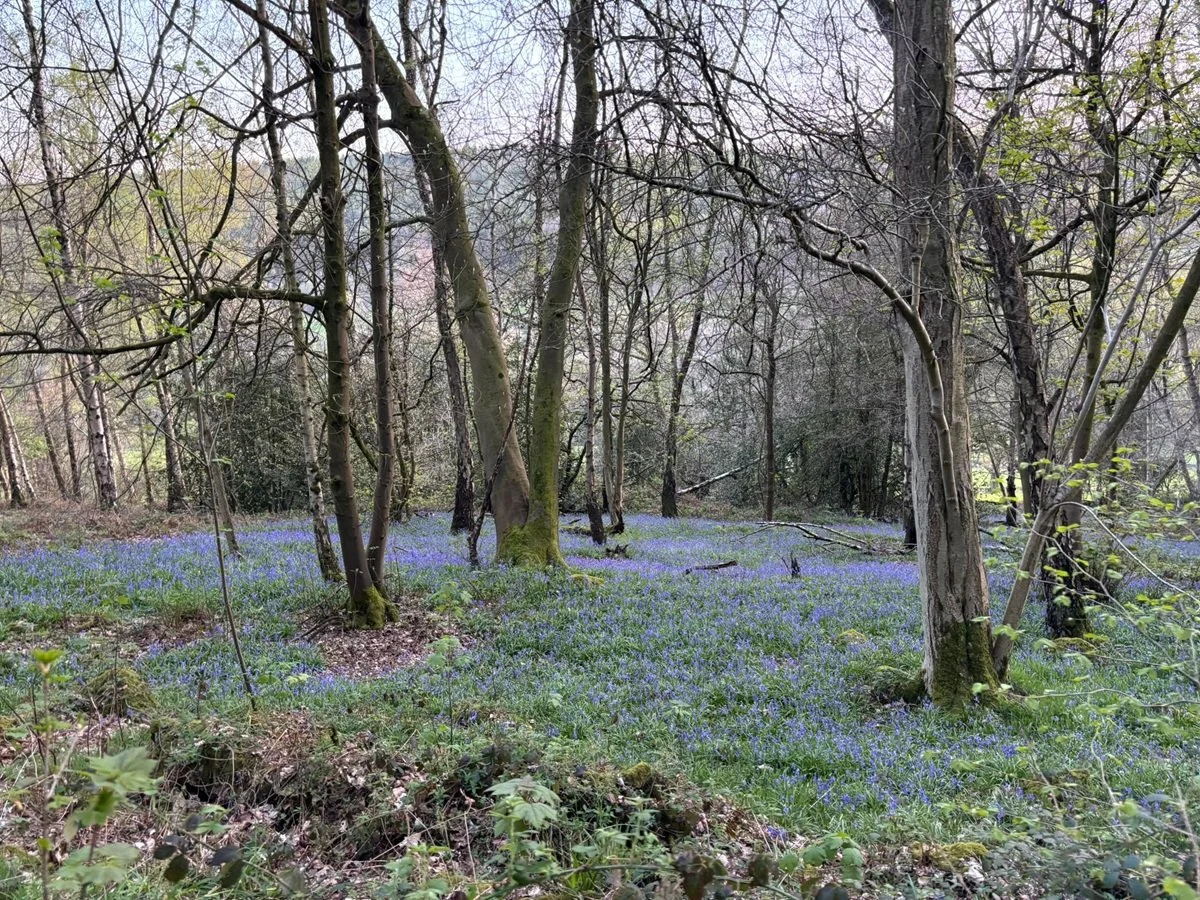 Bluebells in Bow Wood (8 Apr 2026)