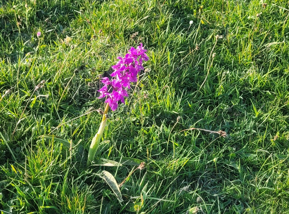 An 'Early Purple Orchid'.