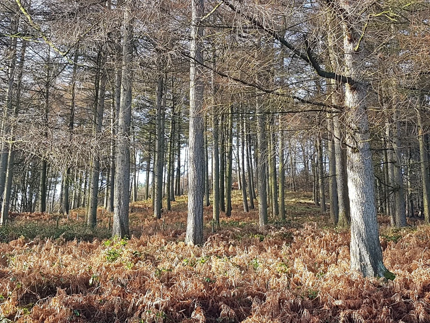 Woodland near The Derwent Dam