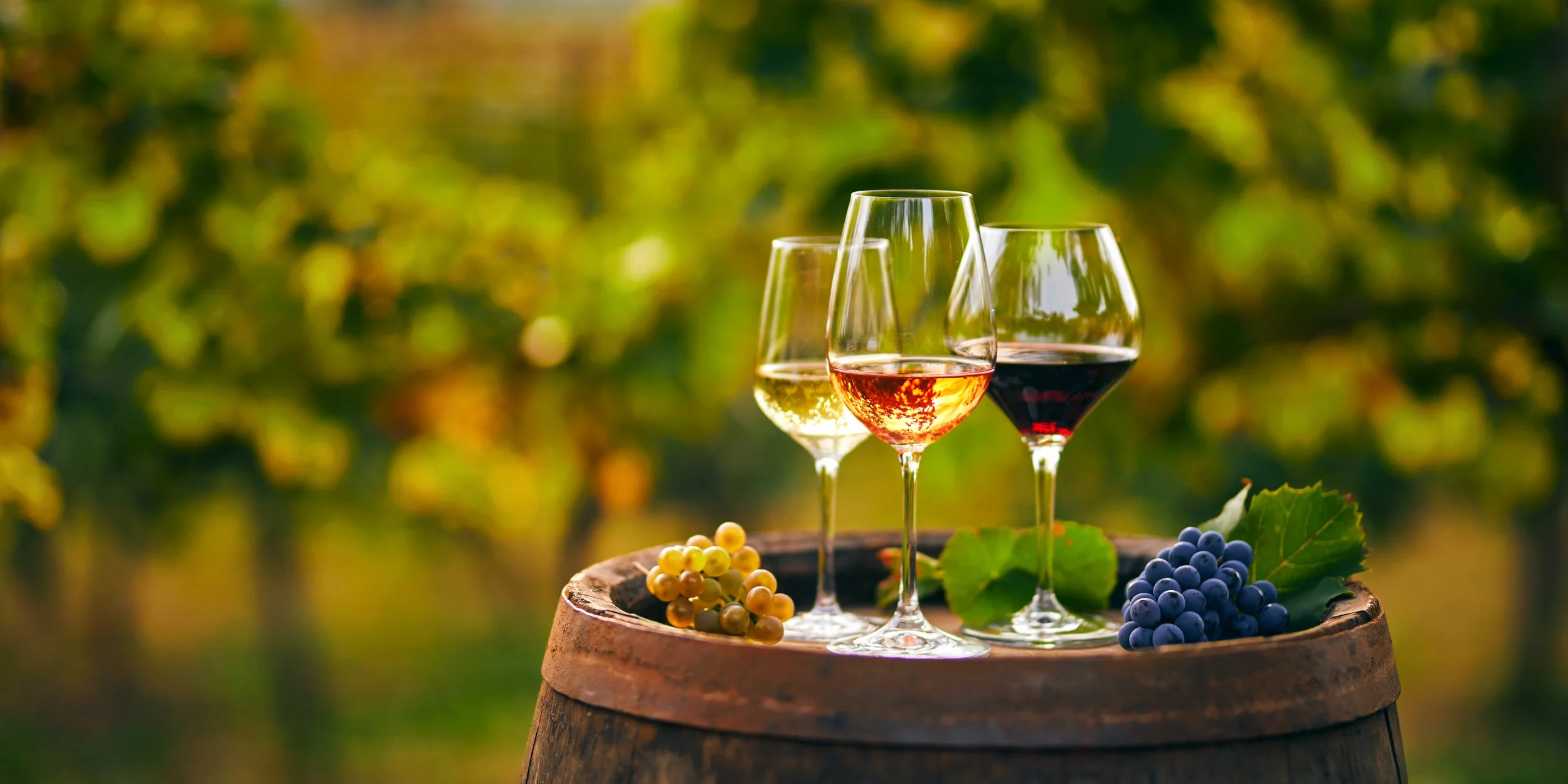 Three wine glasses with white, rosé, and red wine on a barrel, surrounded by grapes and leaves, in a vineyard setting.