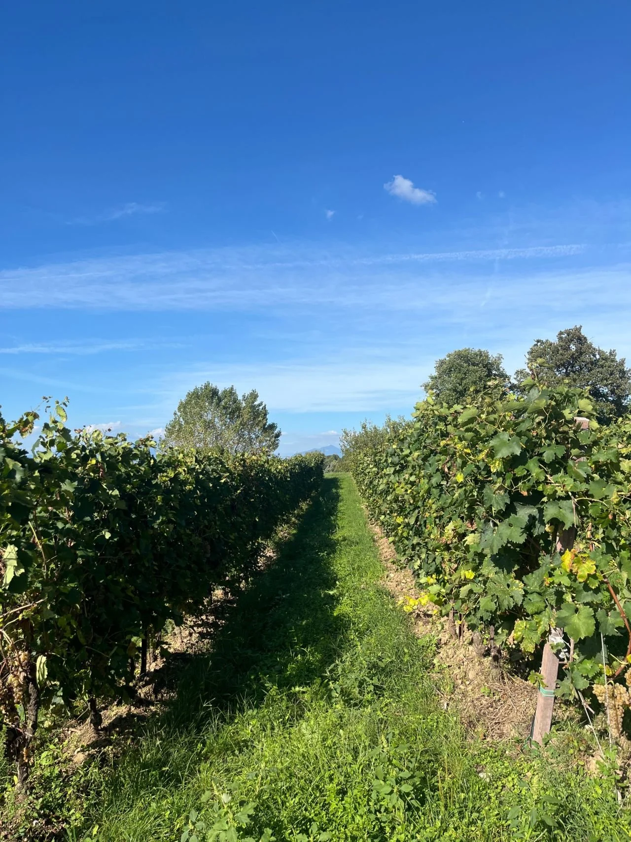 A vineyard with rows of grapevines under a clear blue sky.