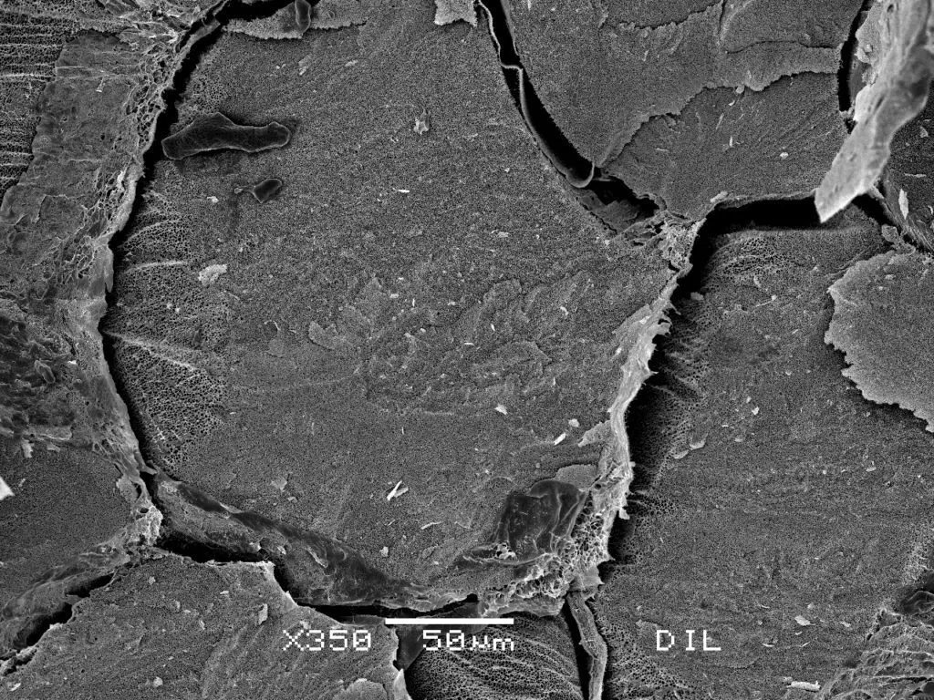 Scanning electron microscope (SEM) image showing a magnified surface with fractured texture and visible cracks. Magnification noted as x350 with a scale bar of 50 micrometers.