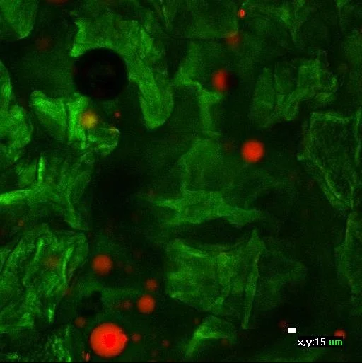 Fluorescent microscopy image showing green and red particles in a dark field