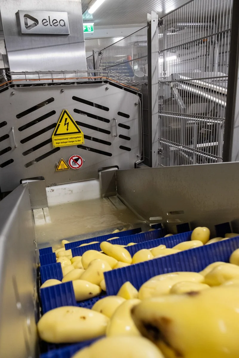 Industrial PEF machine with yellow potatoes moving on a blue conveyor belt.