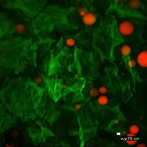 Microscopic view showing green textured surface with scattered red spherical particles, scale indicator at bottom right corner.