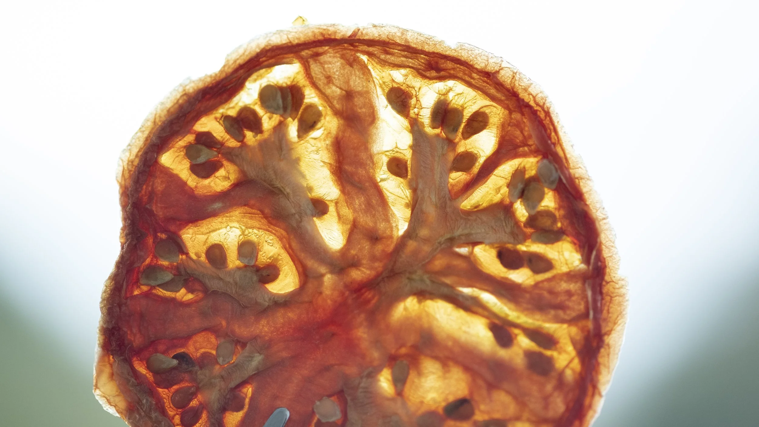 Close-up of a translucent slice of a dried orange showing seeds and intricate details.