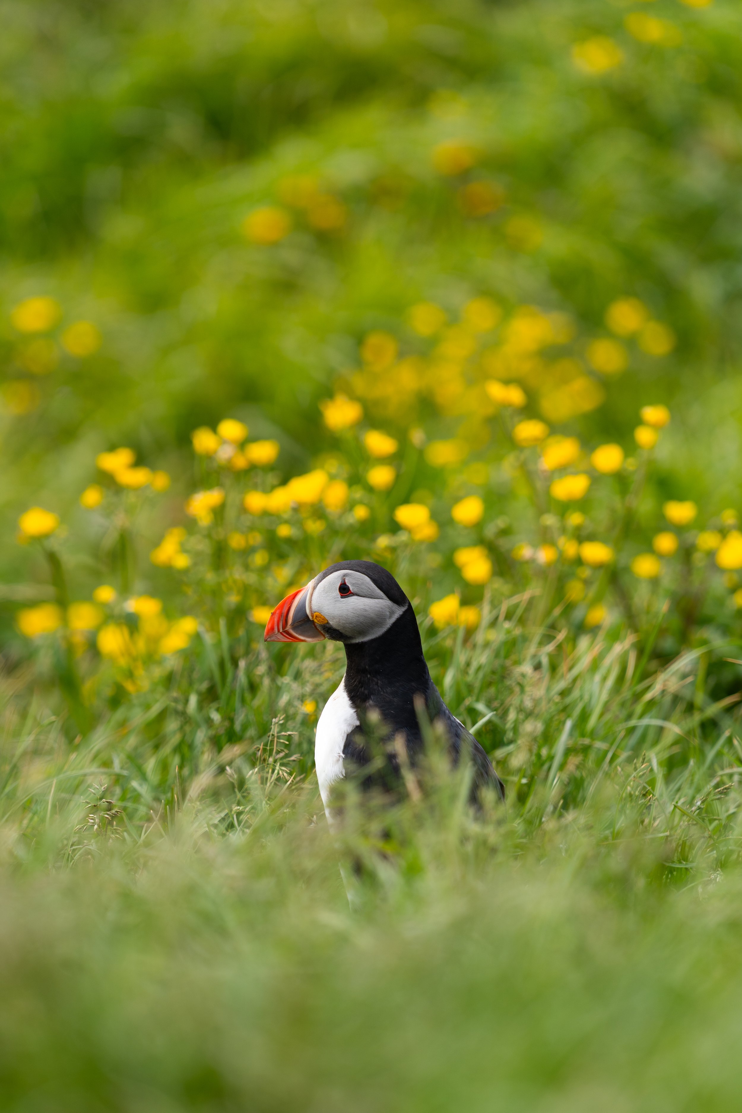 Papageitaucher (Island)