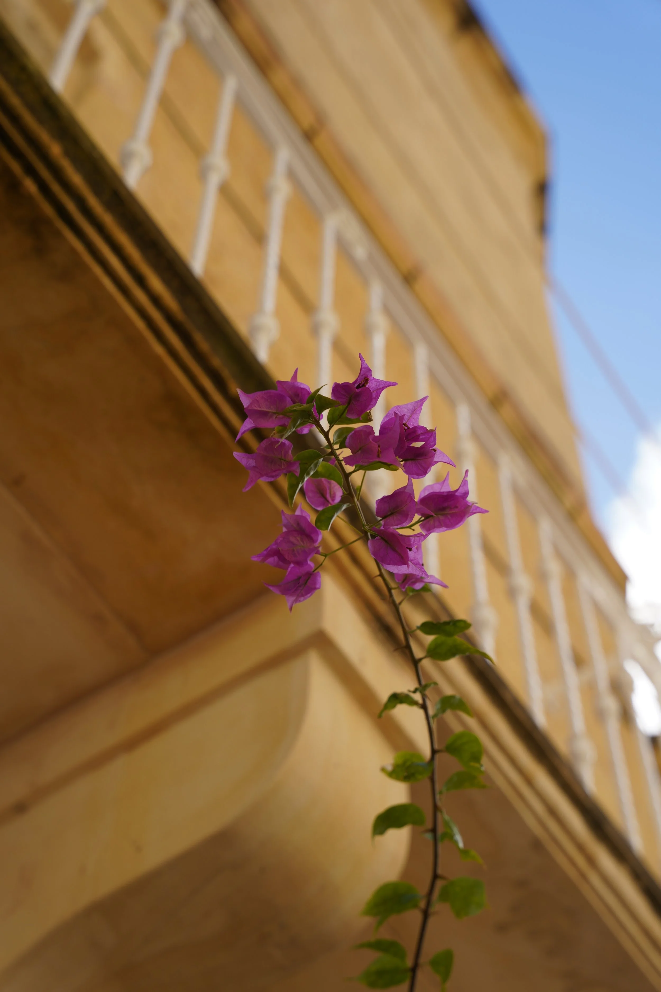 Vorgartenblumen (Malta)