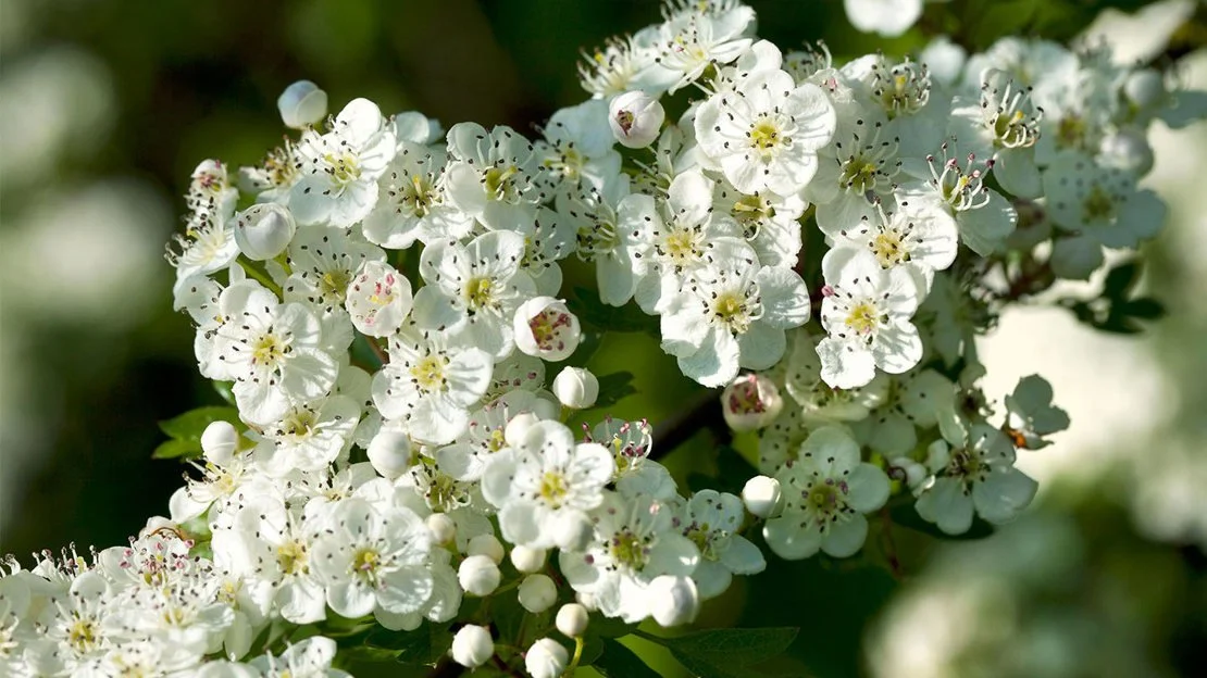 A Little Bit Witchy : Beltane Magic &amp; Faery Folk