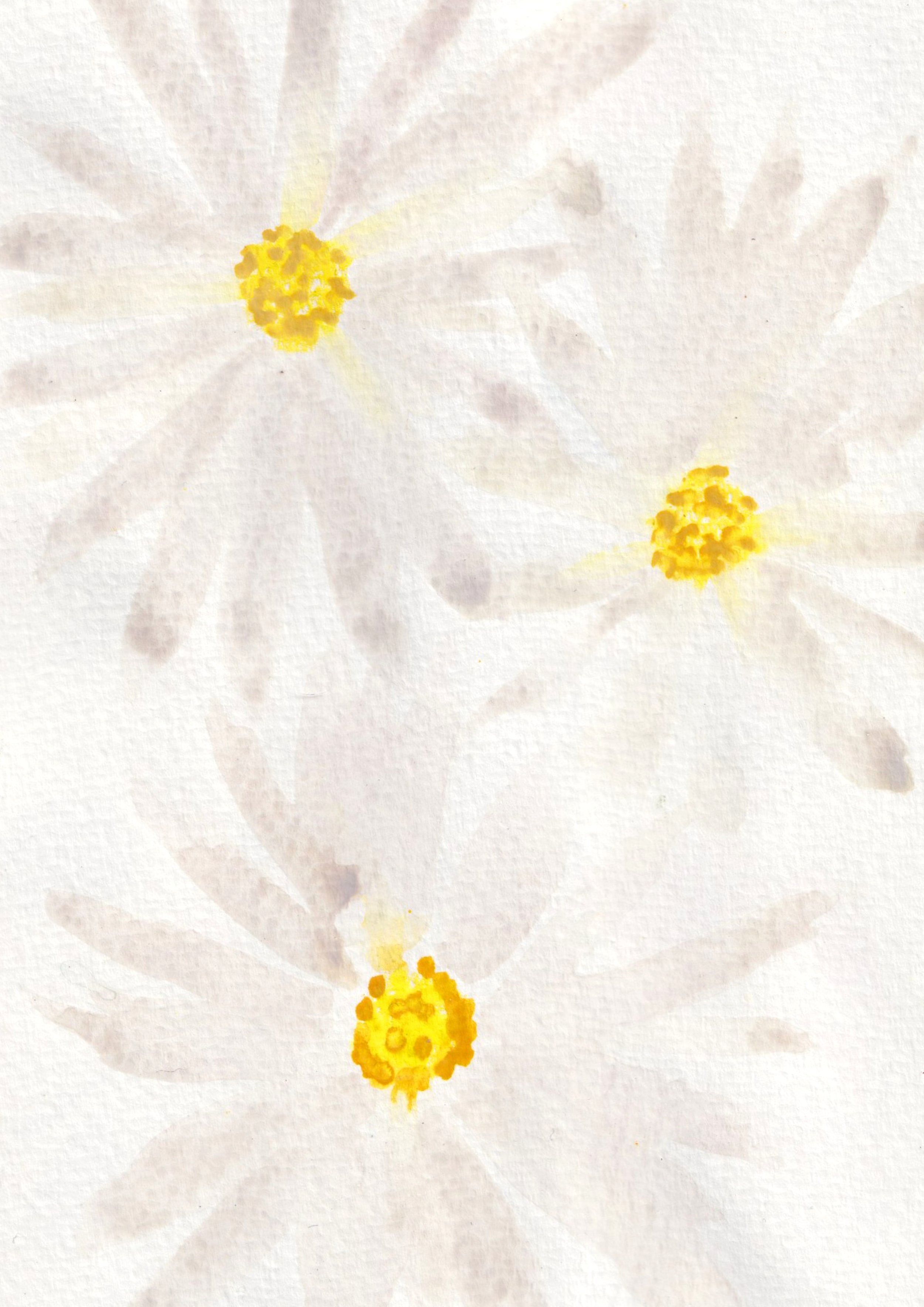 devon-daisies.jpg