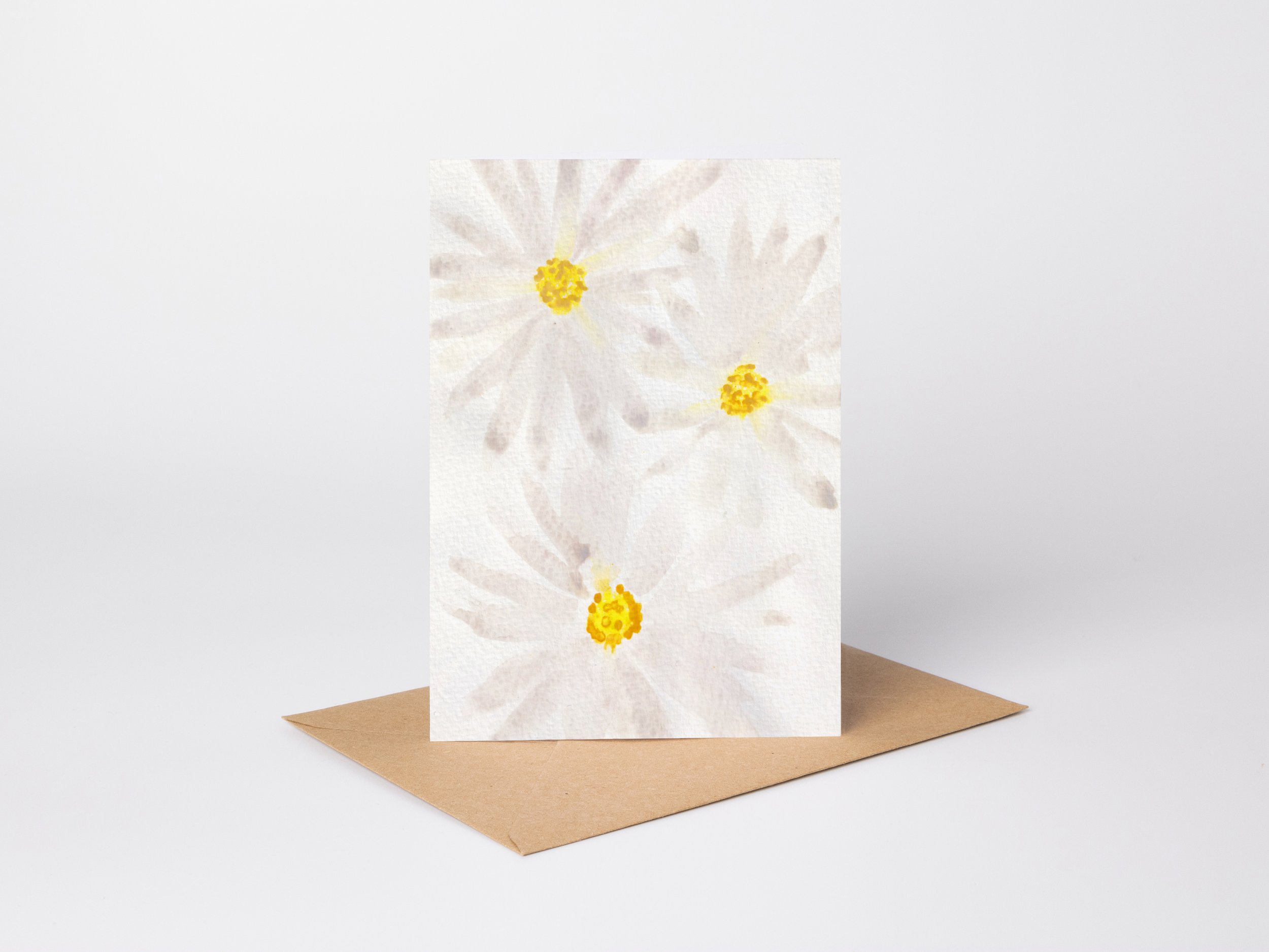 White Devon Daisies