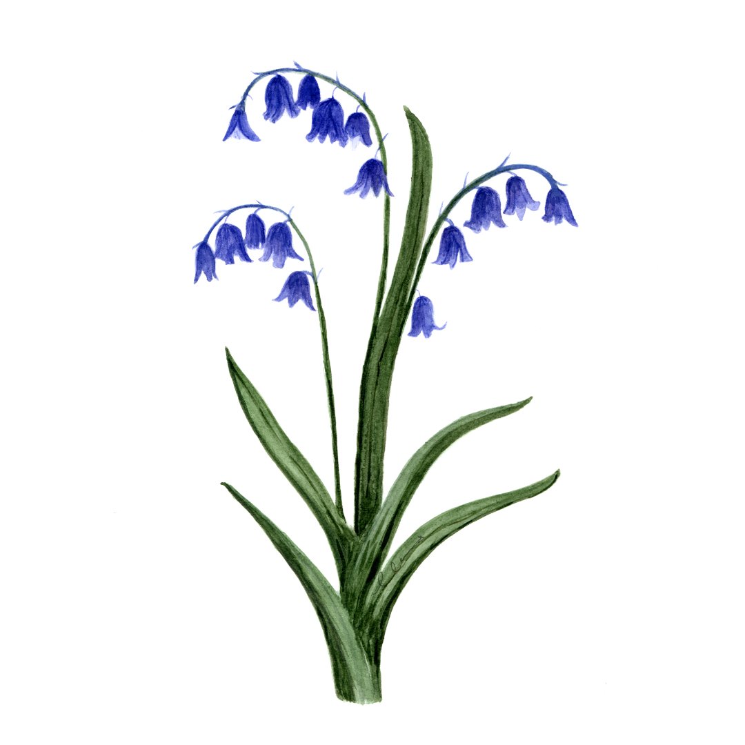Bluebells-sq-web.jpg