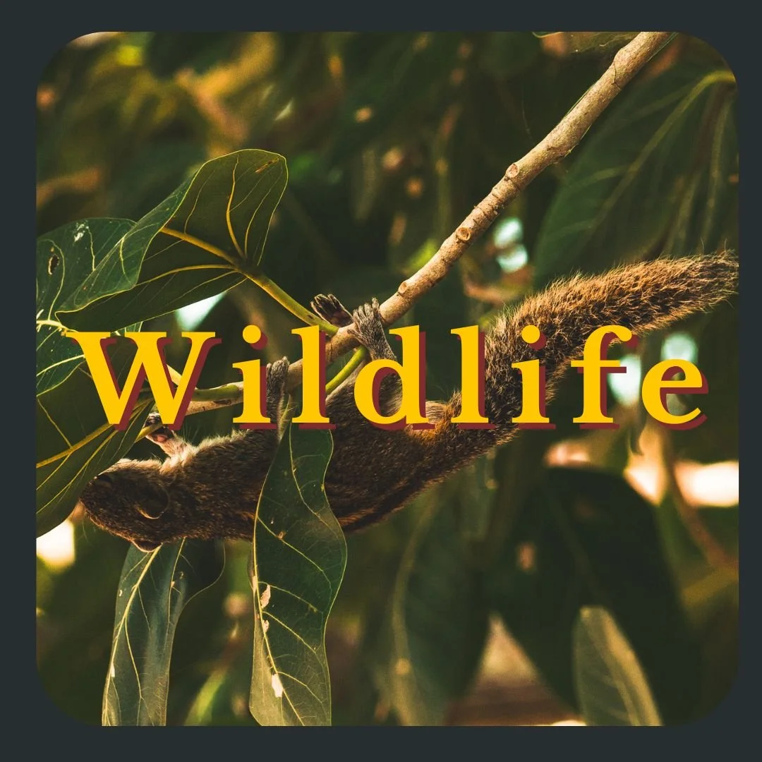 Wildlife Photography