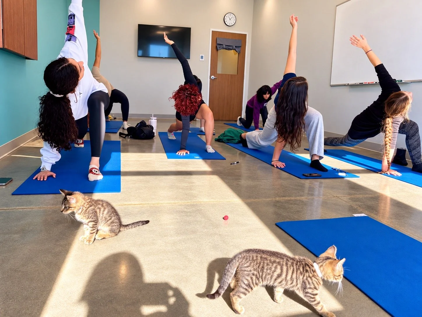Group of women doing yoga in a classroom with cats walking around, sunlight streaming in.