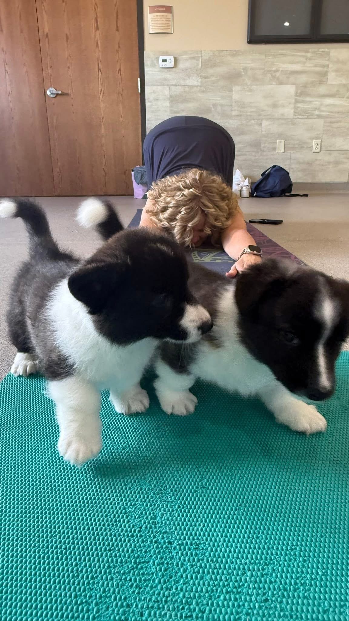 Two black and white puppies on a green mat, with a woman practicing yoga in the background in an indoor setting.