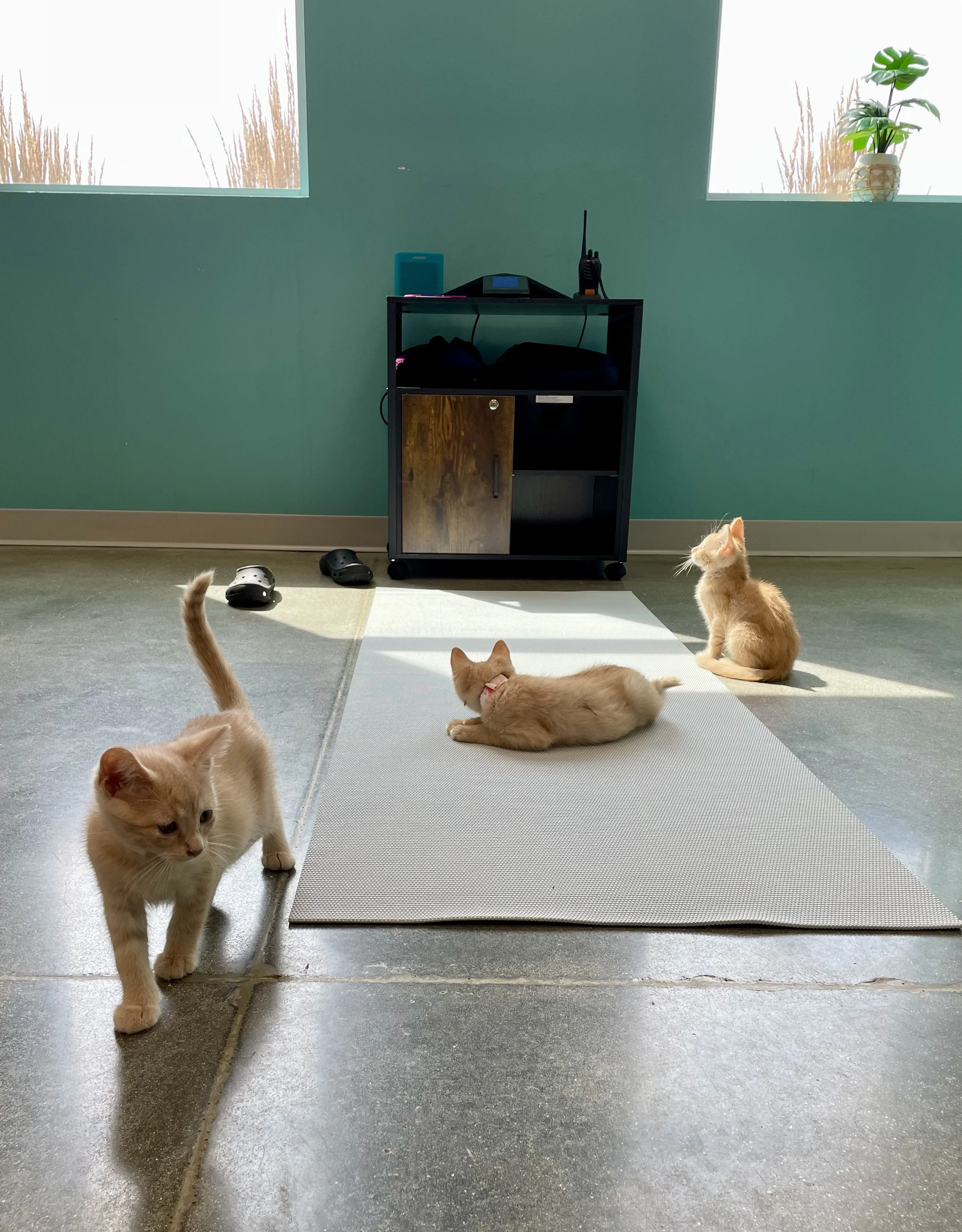 Three orange kittens in a room with green walls, sunlight, and a small black shelf with a walkie-talkie and a small blue speaker on top. Two kittens are sitting on a white mat, and one is walking away, with one additional kitten partially visible at the bottom of the image.