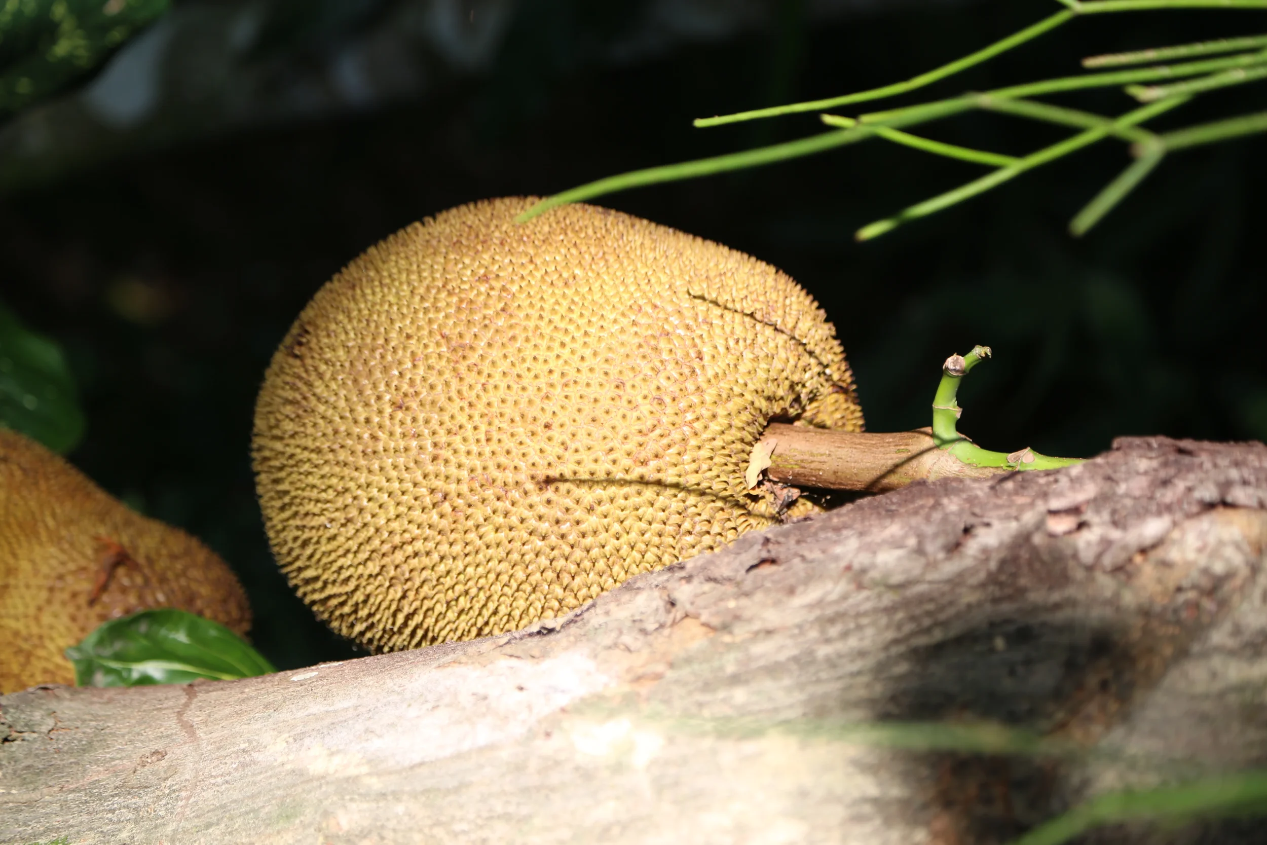 Sinal_do_Vale__High_Res36.webp