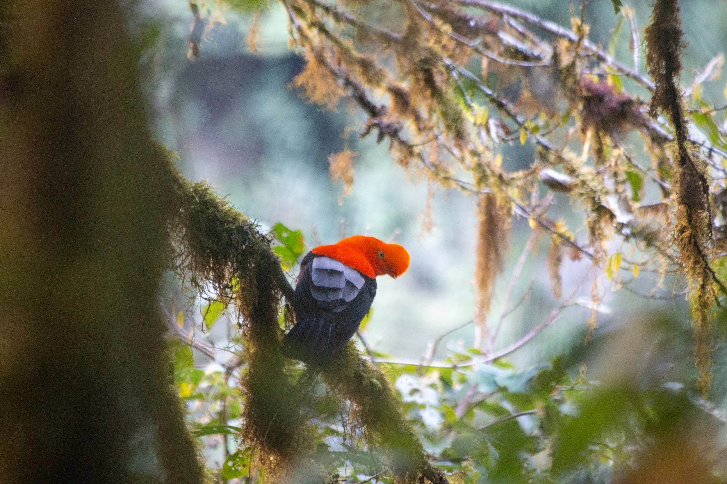  A vivid orange Andean cock-of-the-rock perched on a moss-covered branch in cloud forest, Aracari Travel. 