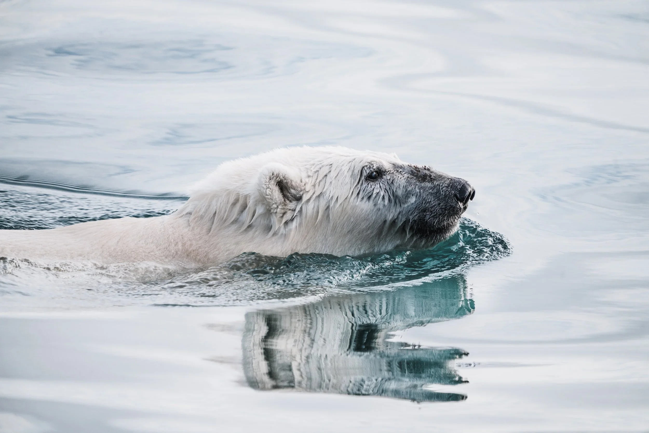 Explorer X Greenland 2.webp