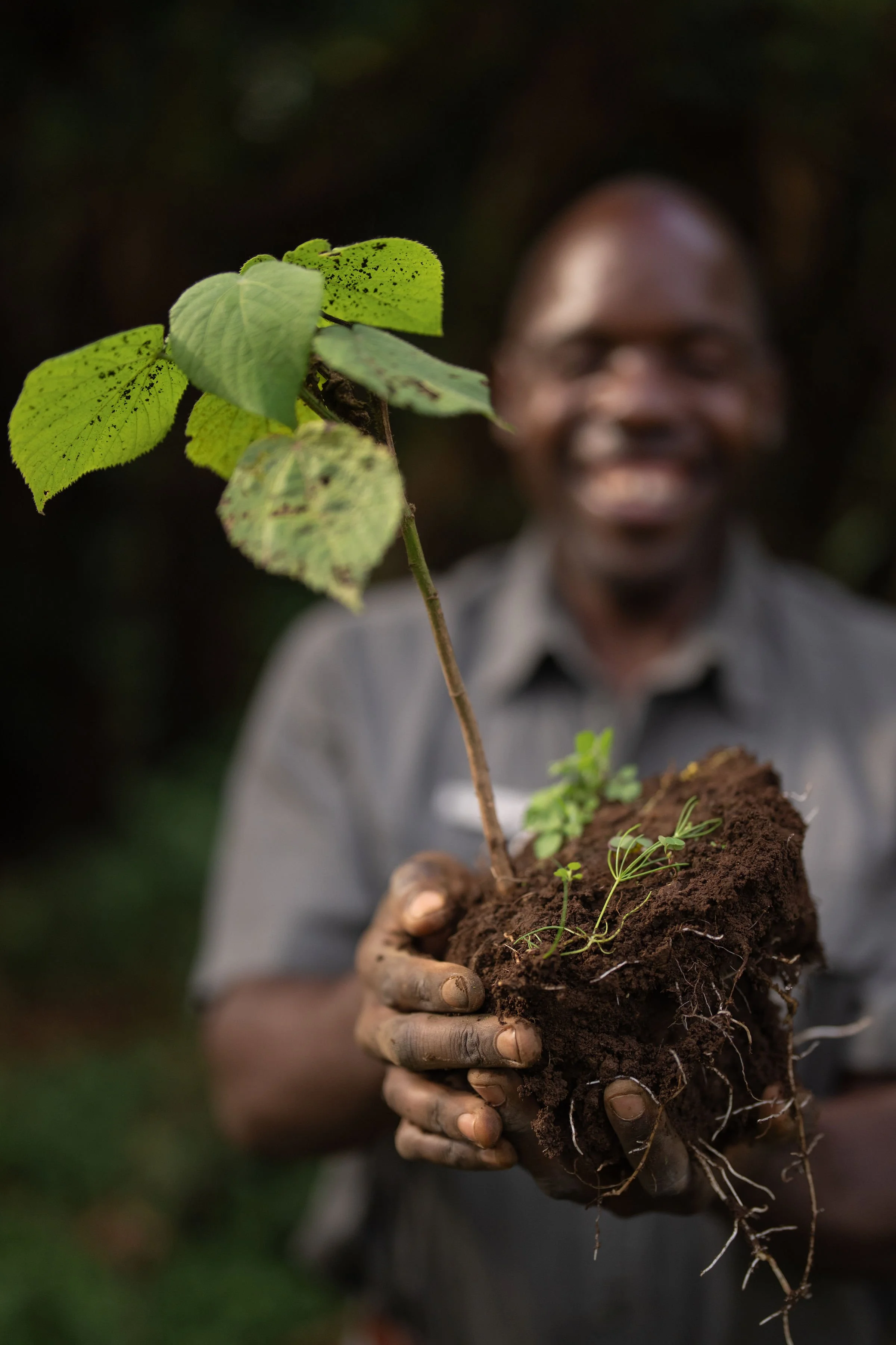 VolcanoesNationalPark_AkaraboNurseryandGarden_Plants_TreePlanting_RossCouper_A1_09463.jpg