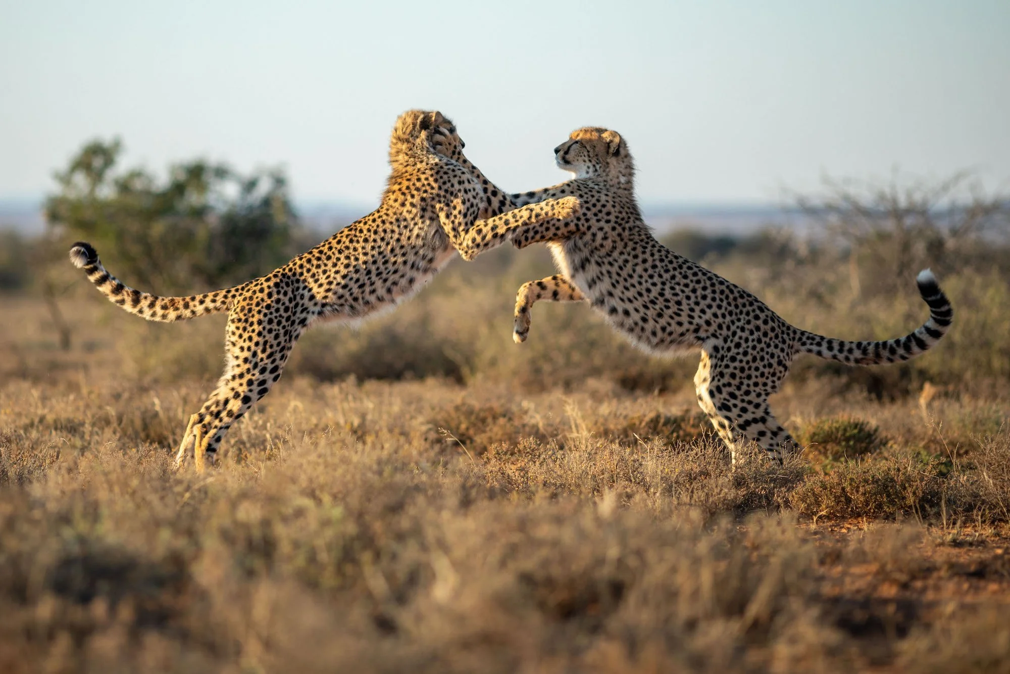 Cheetahs-play-fighting-samara-karoo-sacha-specker.jpg