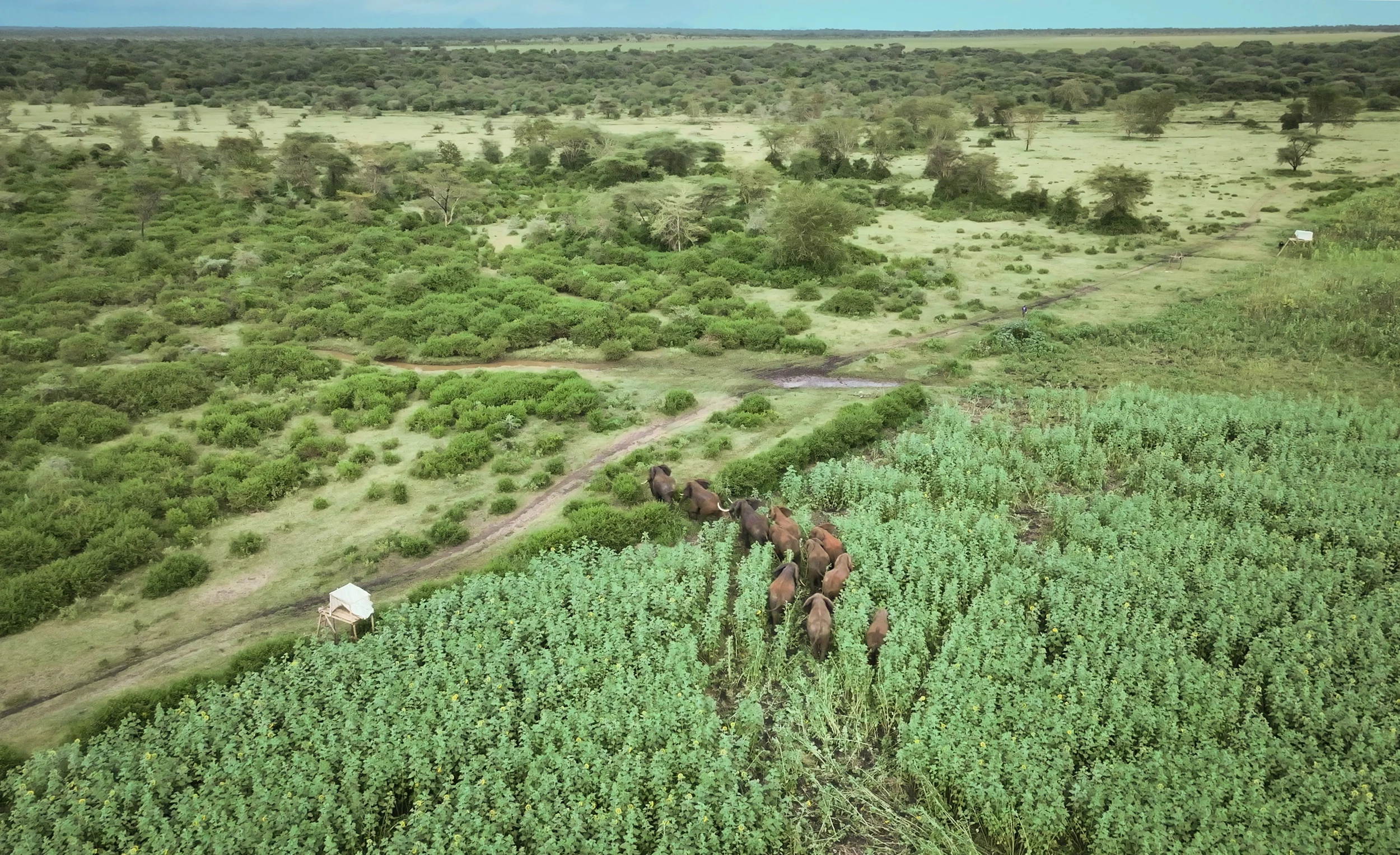 nomad lamai serengeti human wildlife conflict.webp