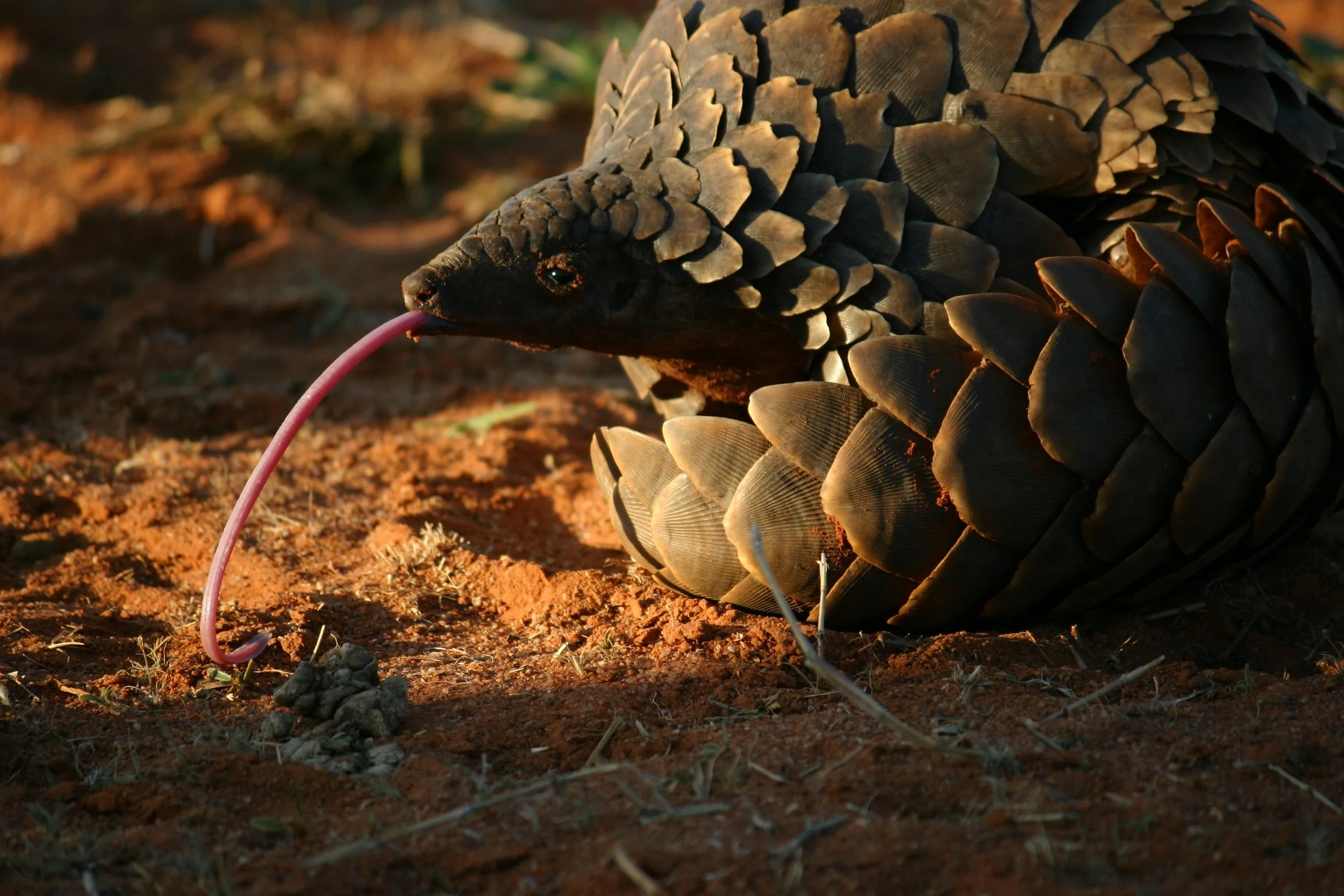 What a decade with the same pangolins teaches you