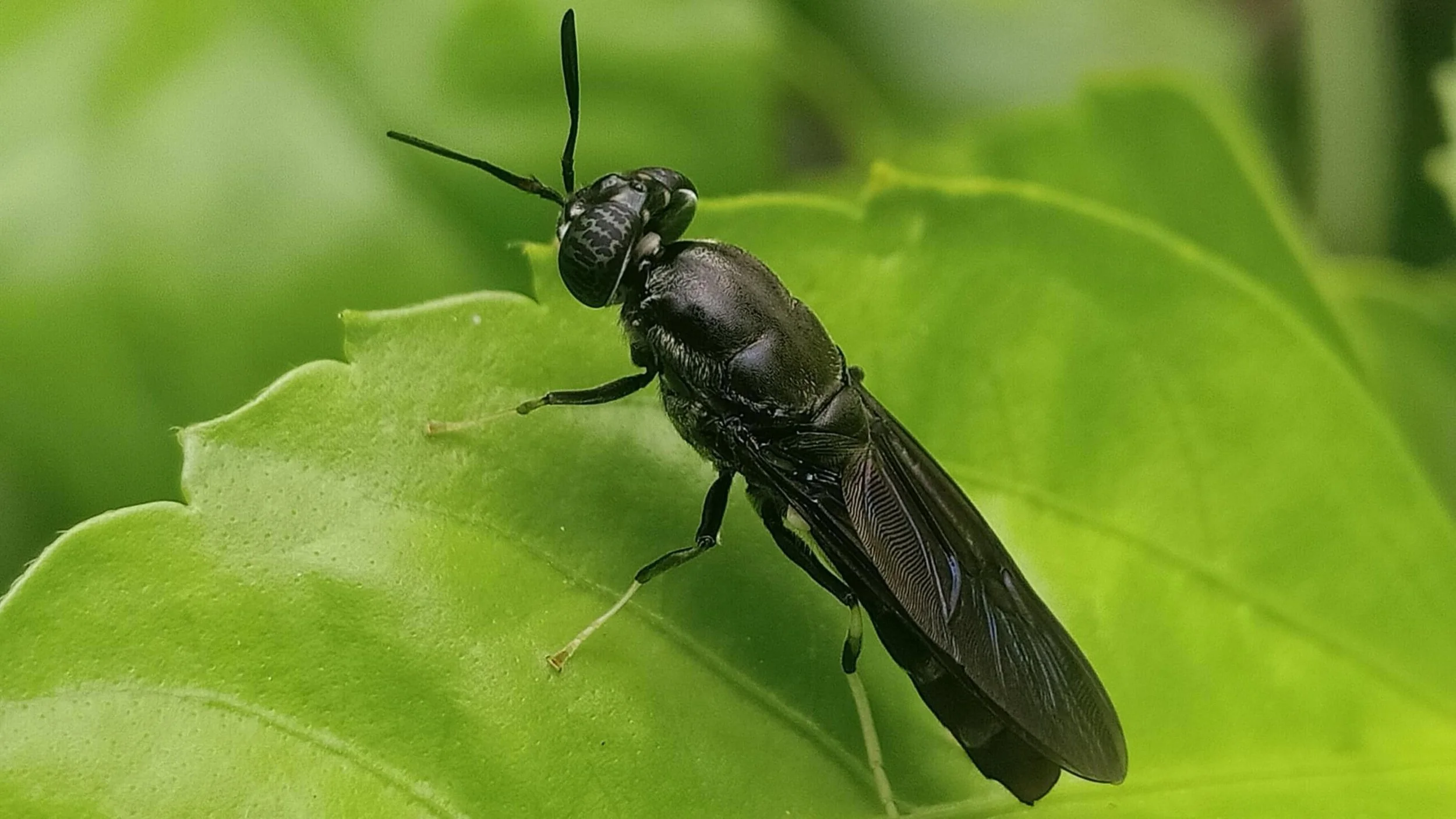 The Black Soldier Fly and Organic Waste Management