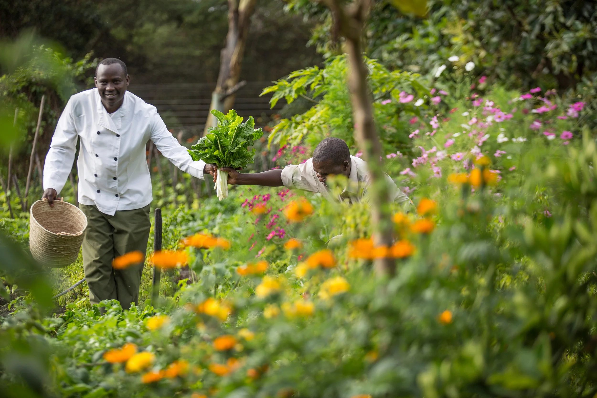 Sirikoi chefs in the 2-acre organic vegetable garden