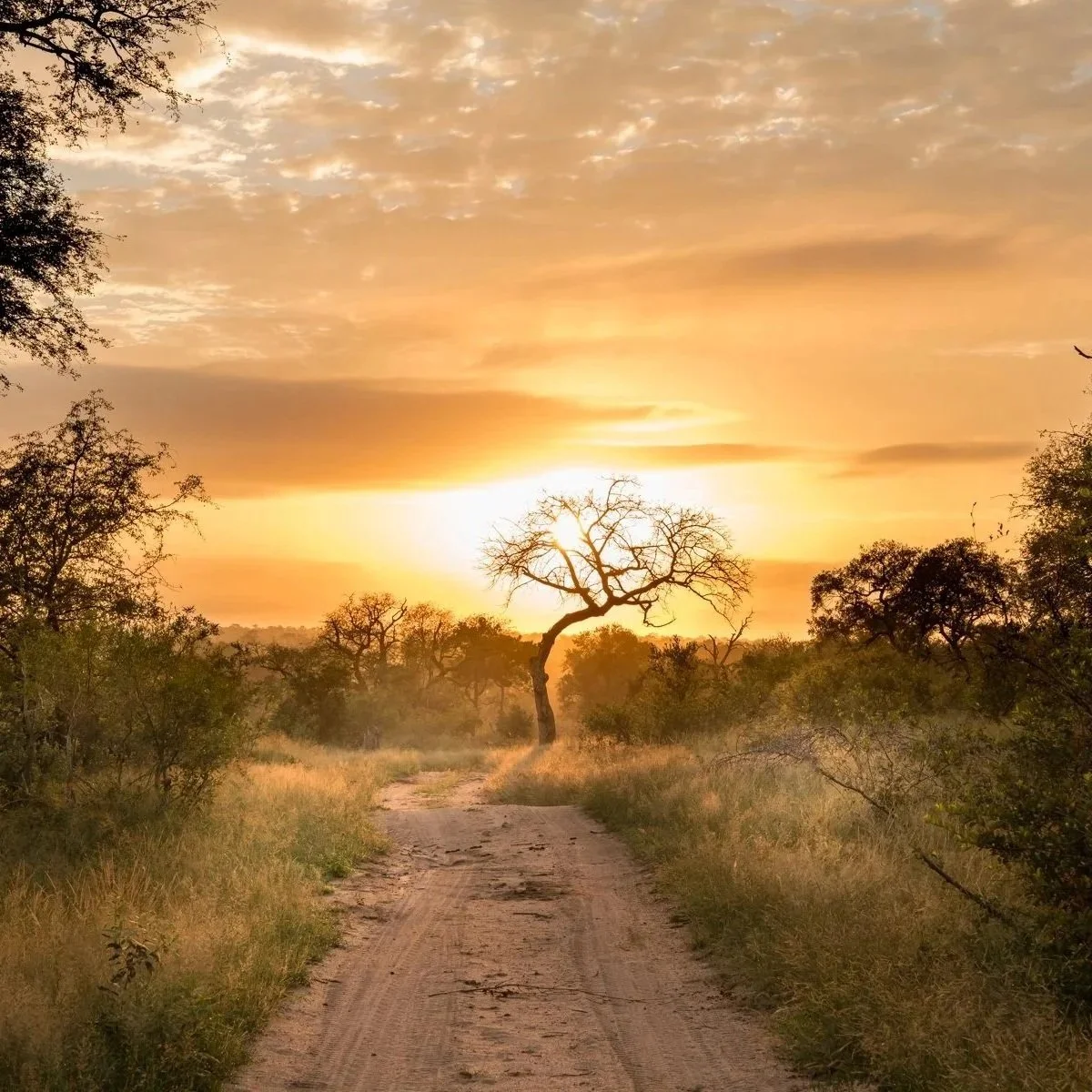 Singita