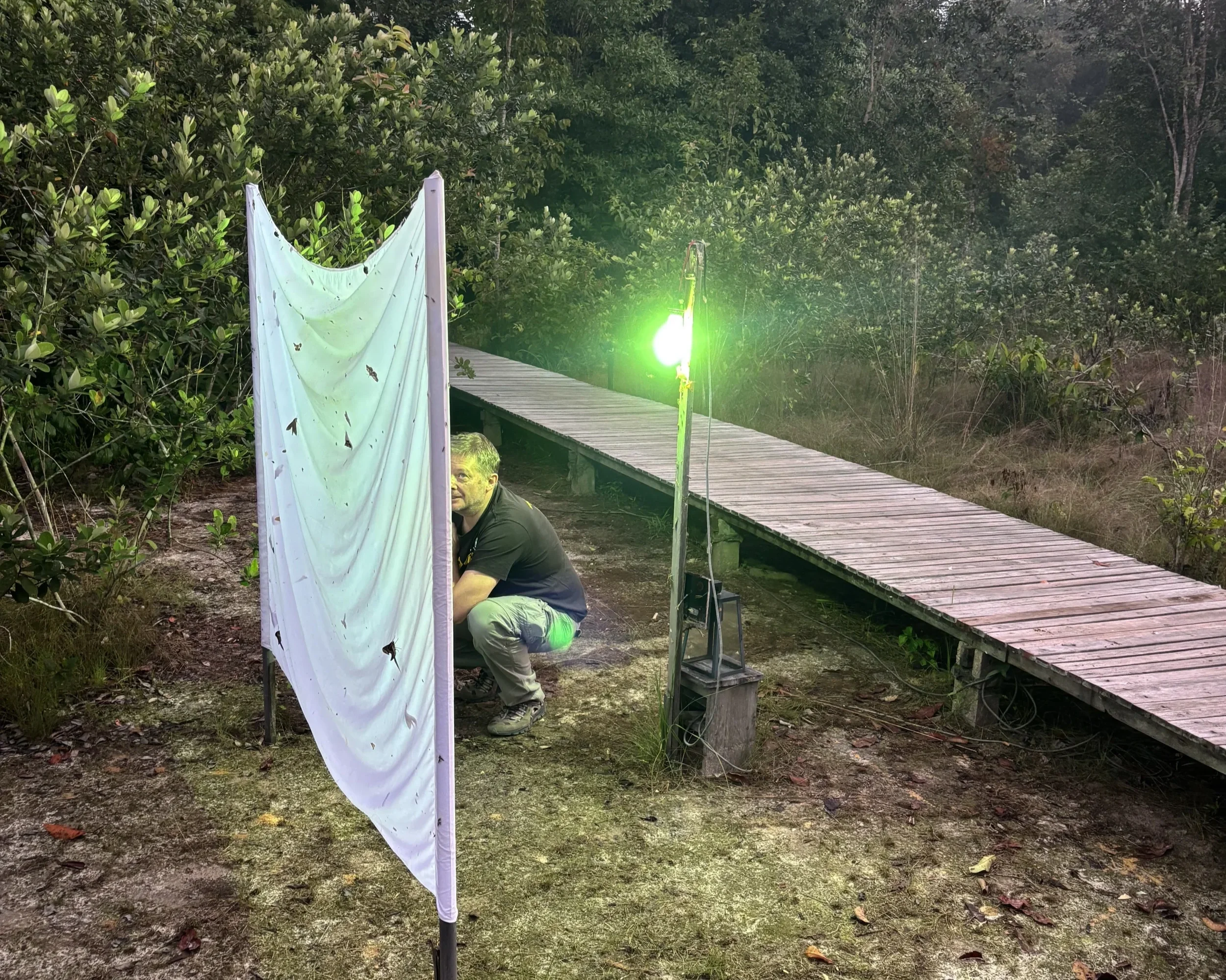 Each night, the camp's moth trap glows gently in the darkness