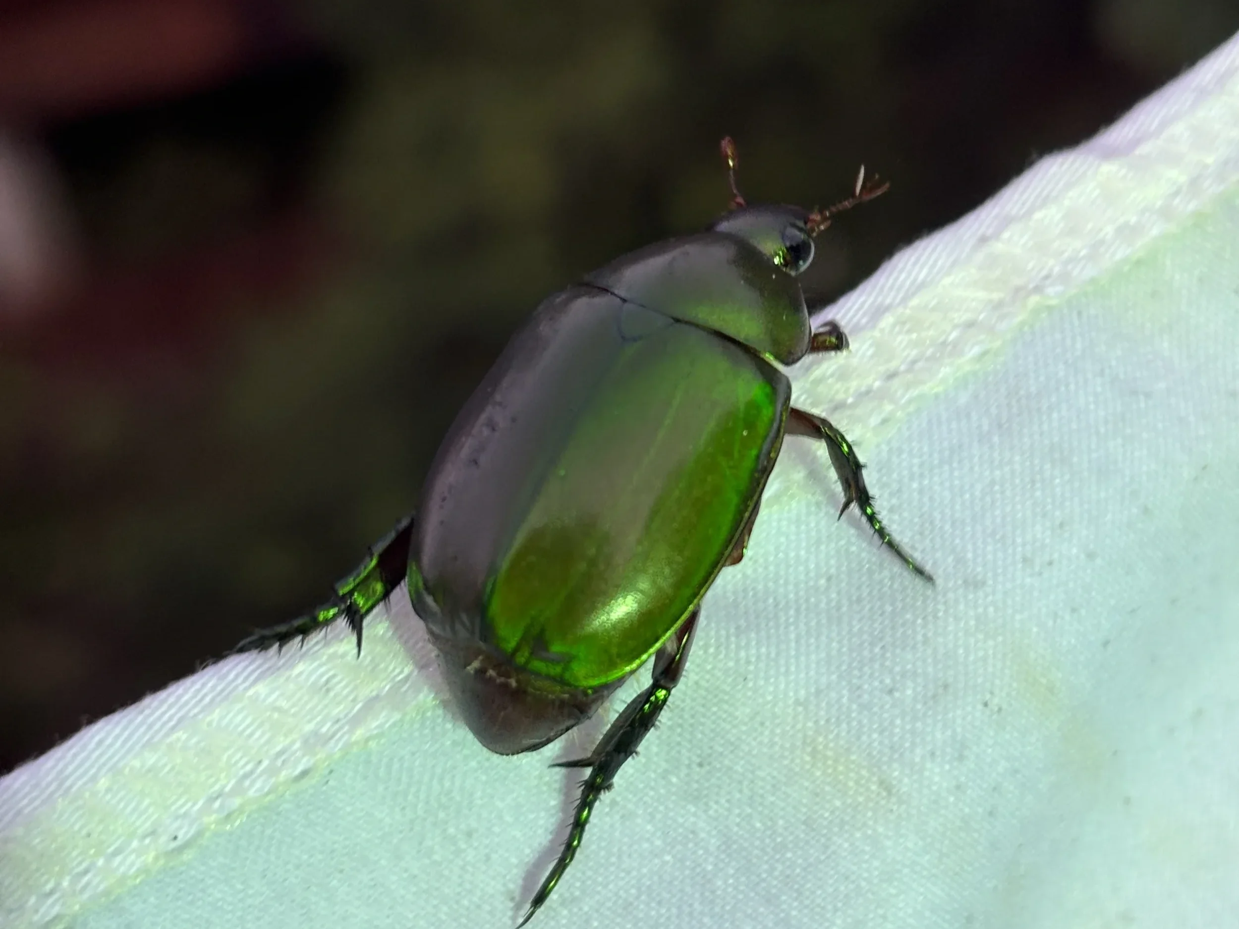 A light-dazzled scarab beetle journeys along the sheet's edge
