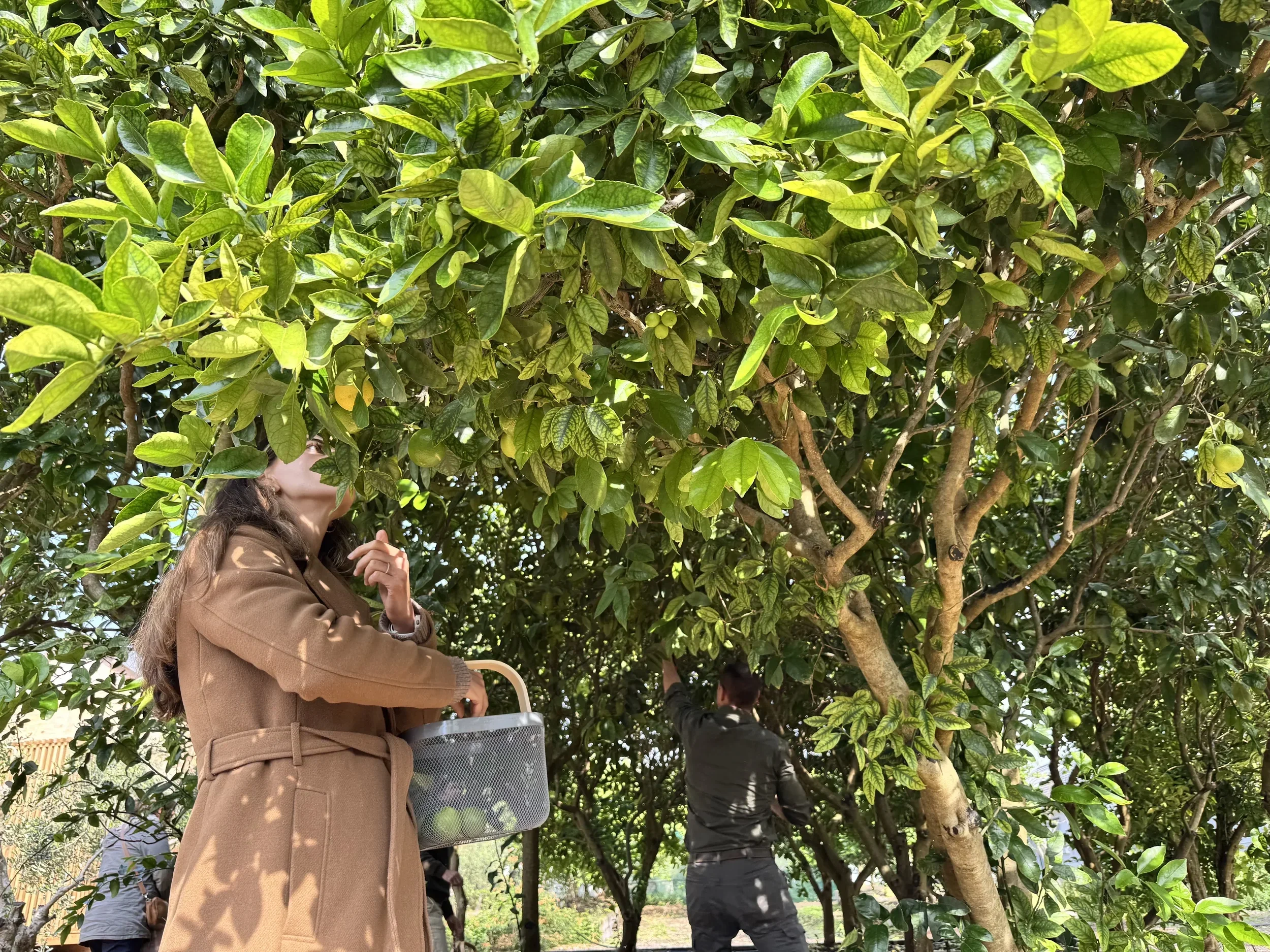 Laetitia picking fresh limes from the trees