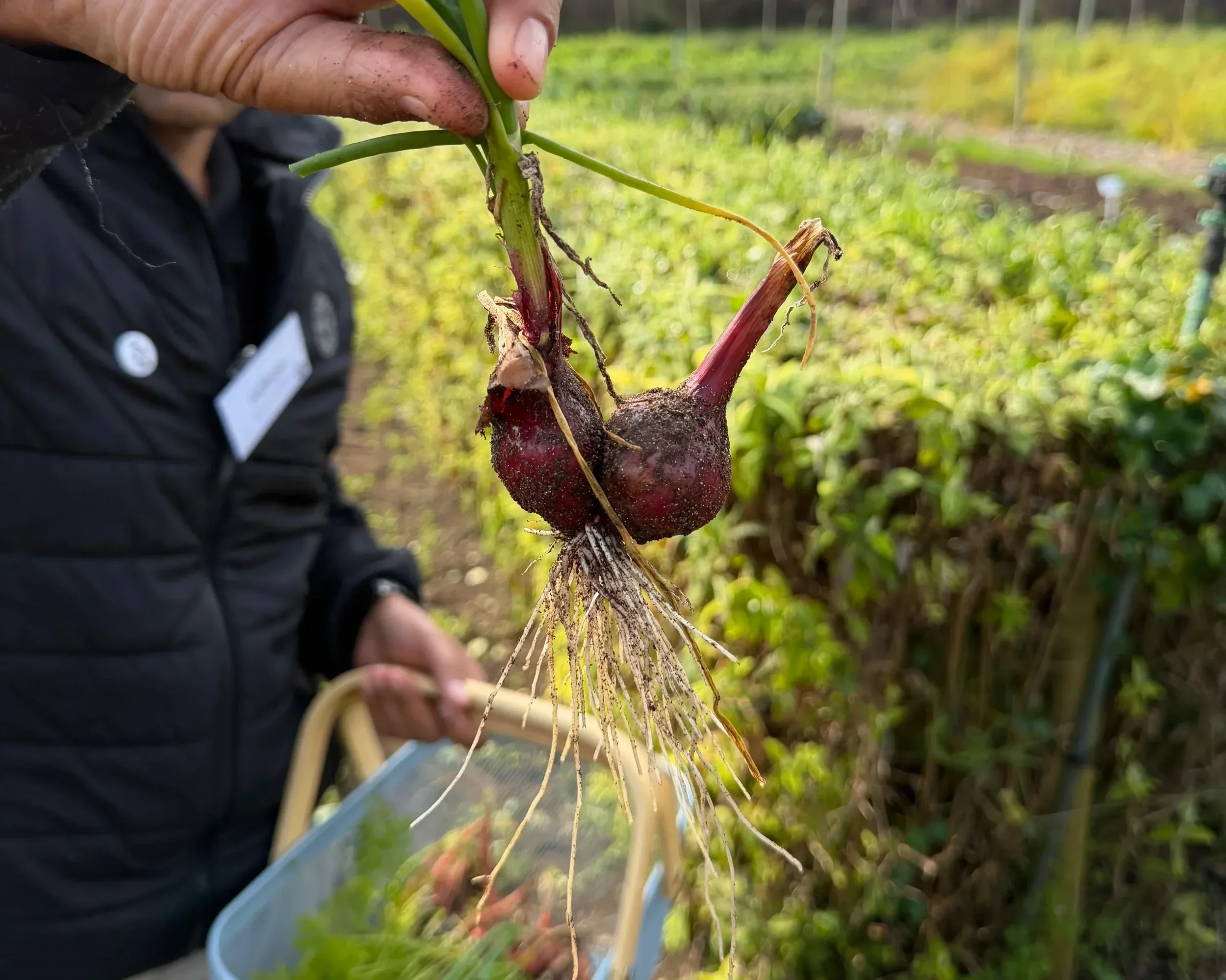 A 'twin' radish harvested by Adeeb