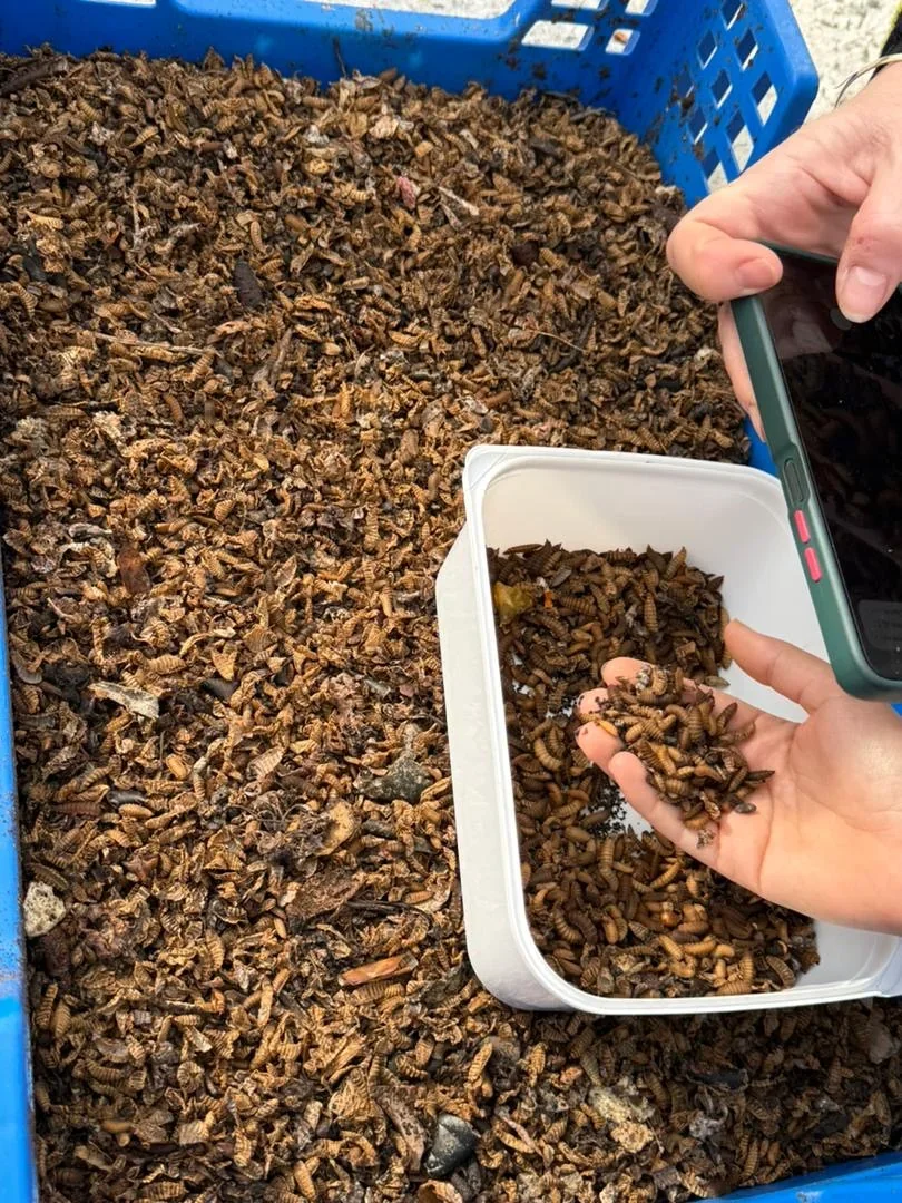 The non-smelly, protein-rich larvae ready to feed the chickens