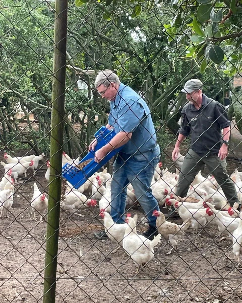 Grootbos' chickens can't get enough of the larvae!
