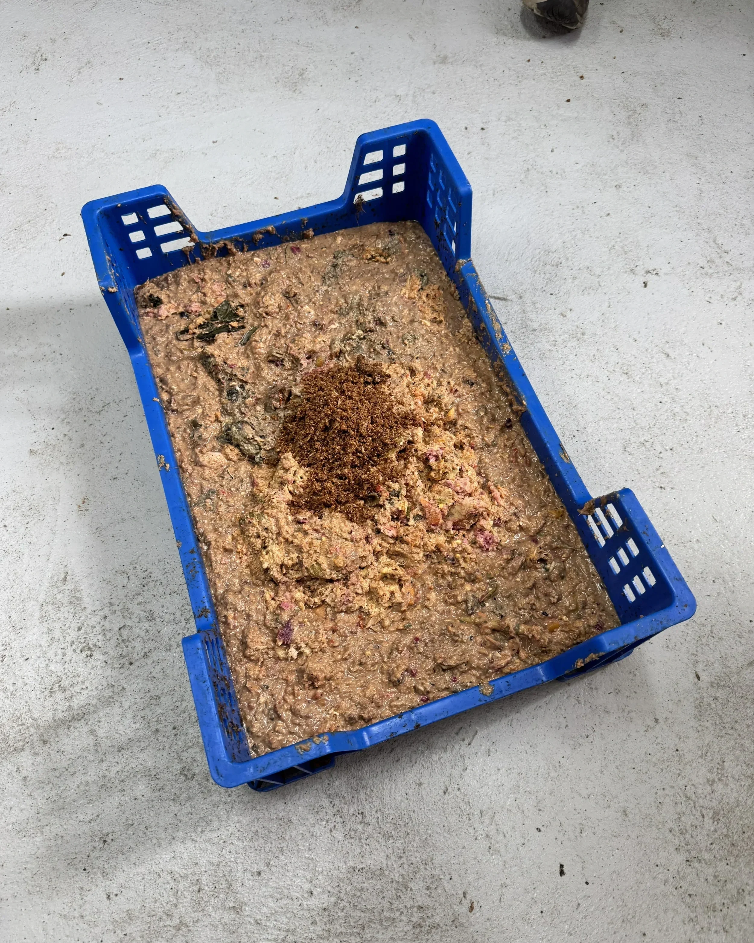 The larvae are placed on mulched food waste from the kitchen