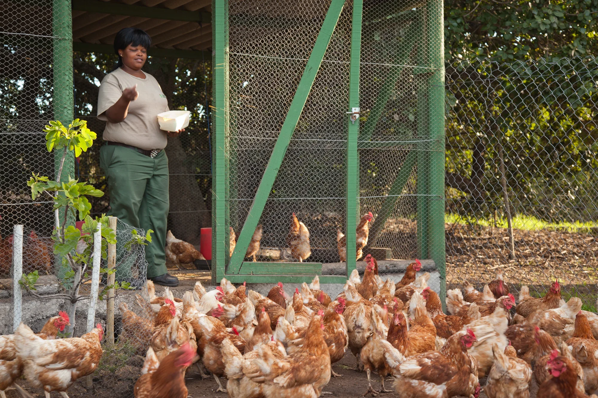 The happiest chickens on earth?